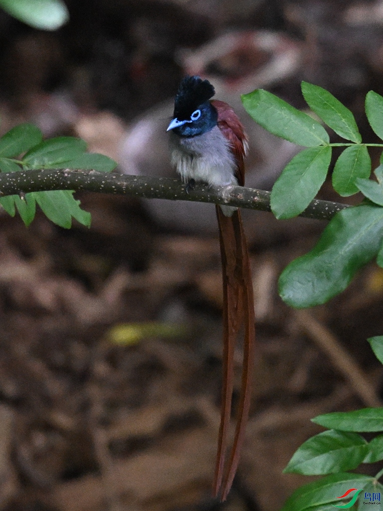 DSC_8114.JPG