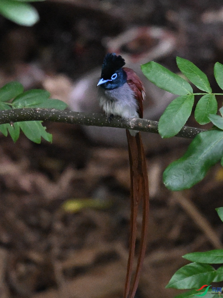 DSC_8116.JPG