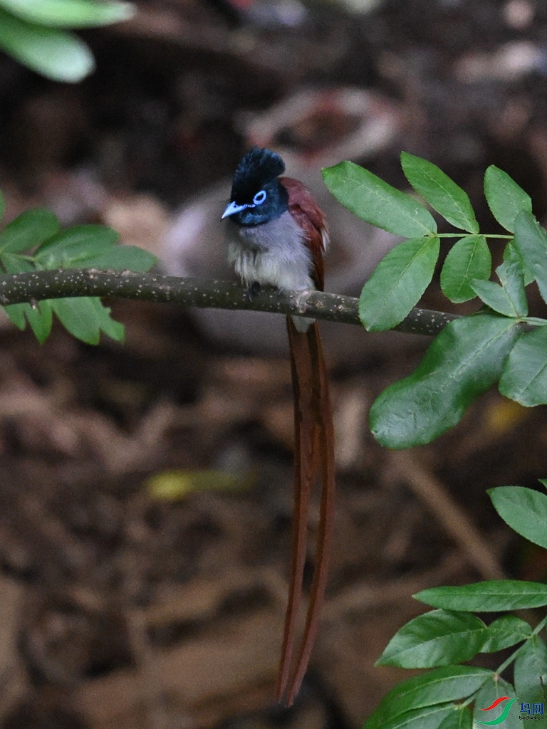 DSC_8105.JPG