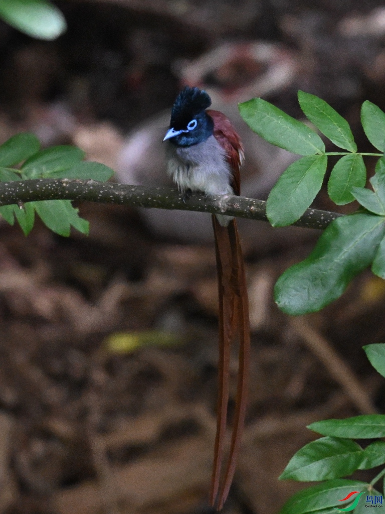 DSC_8109.JPG