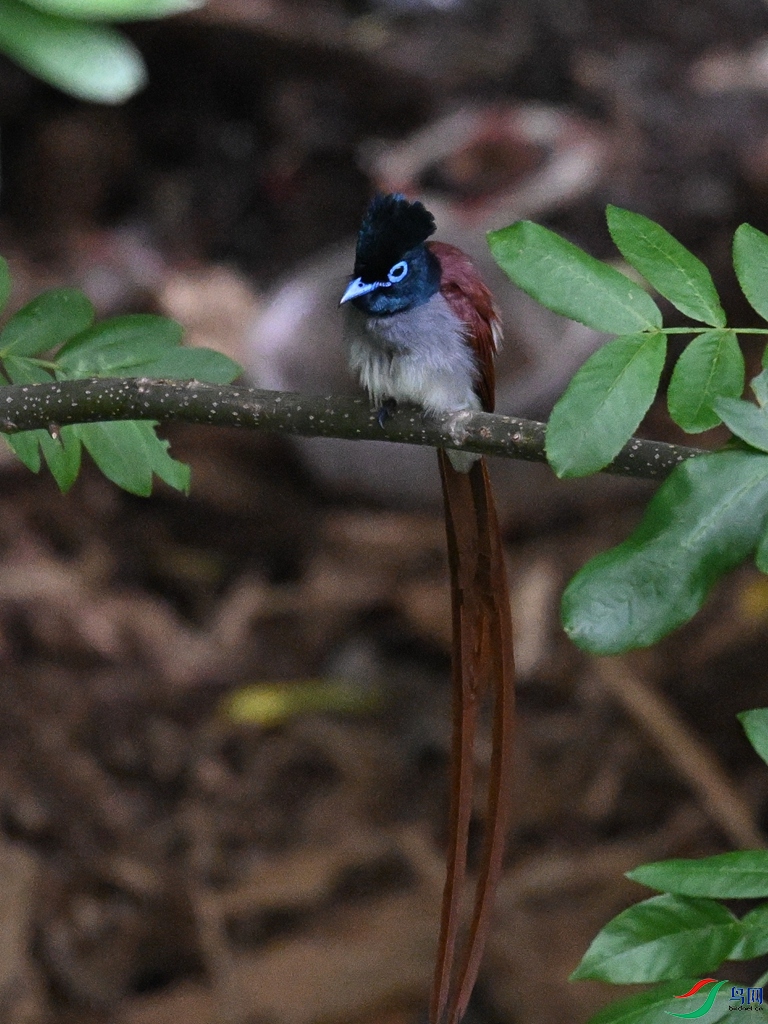 DSC_8115.JPG
