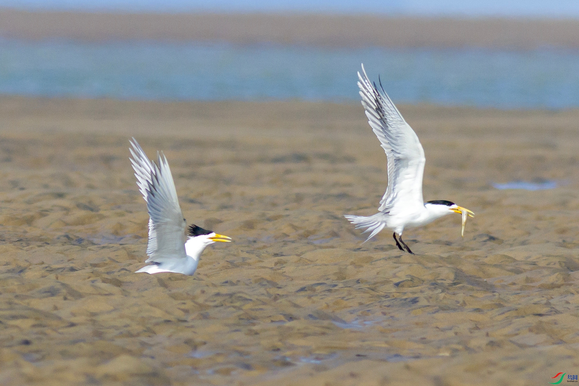 2H6A5312 ����1_����.jpg