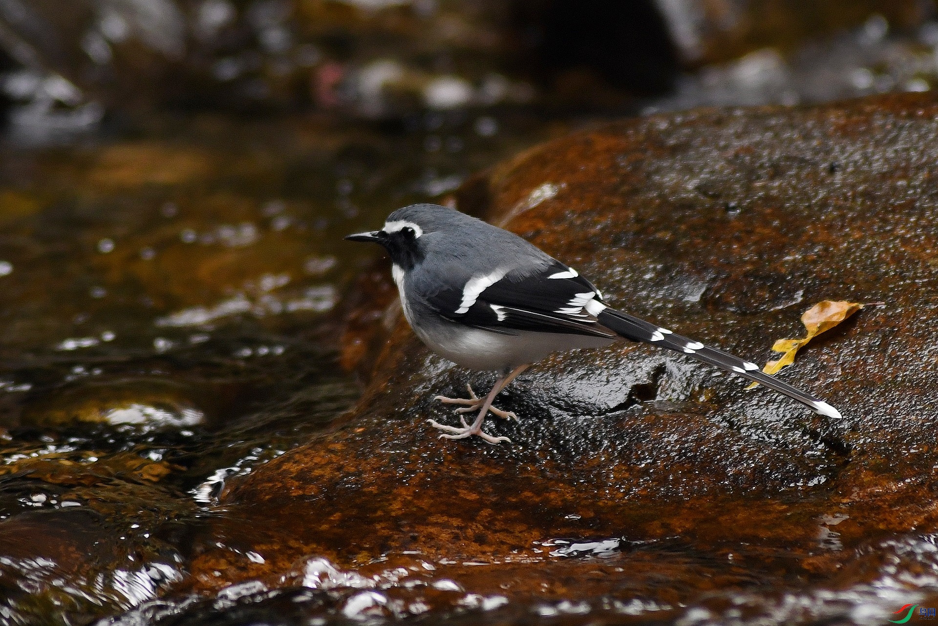 DSC_3246.jpg