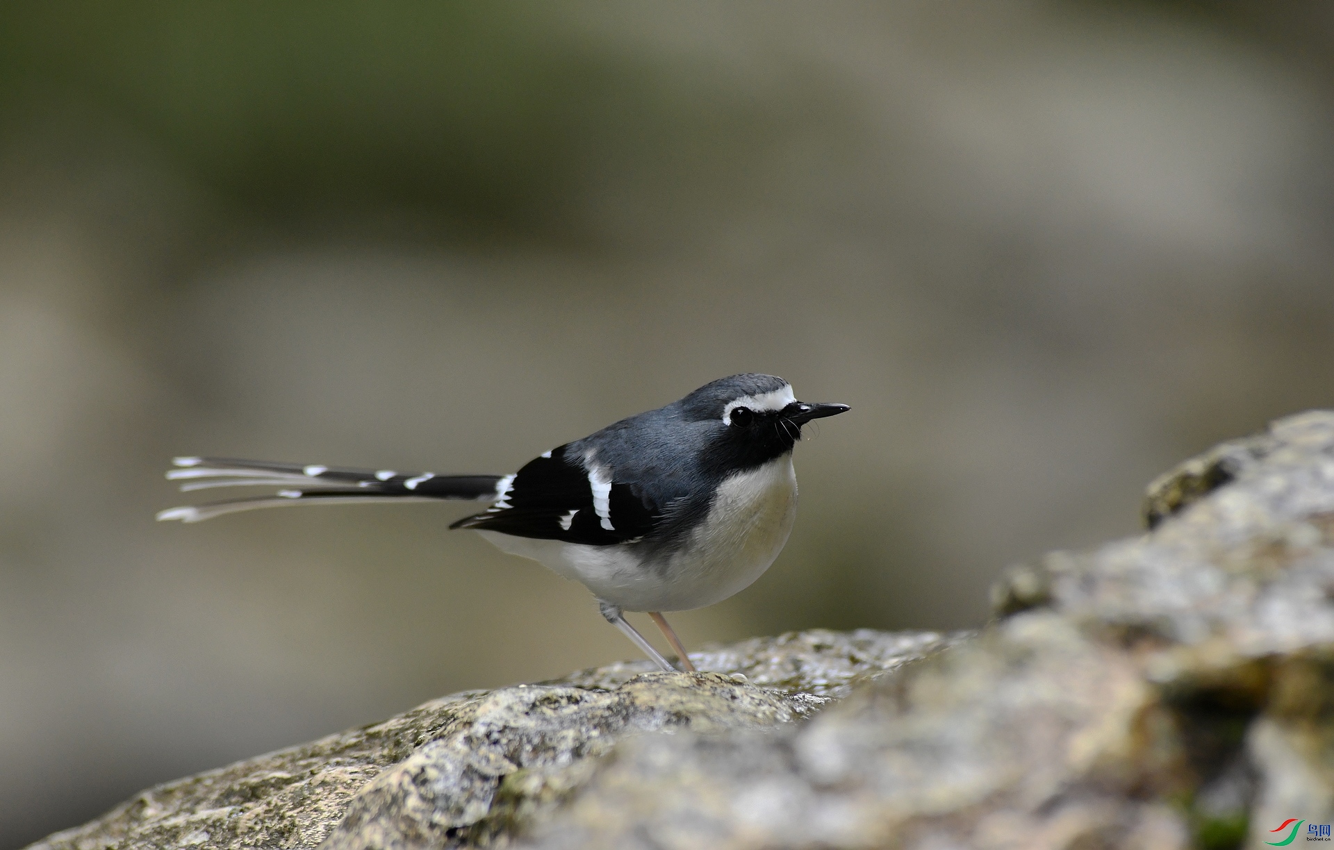 DSC_3225.jpg