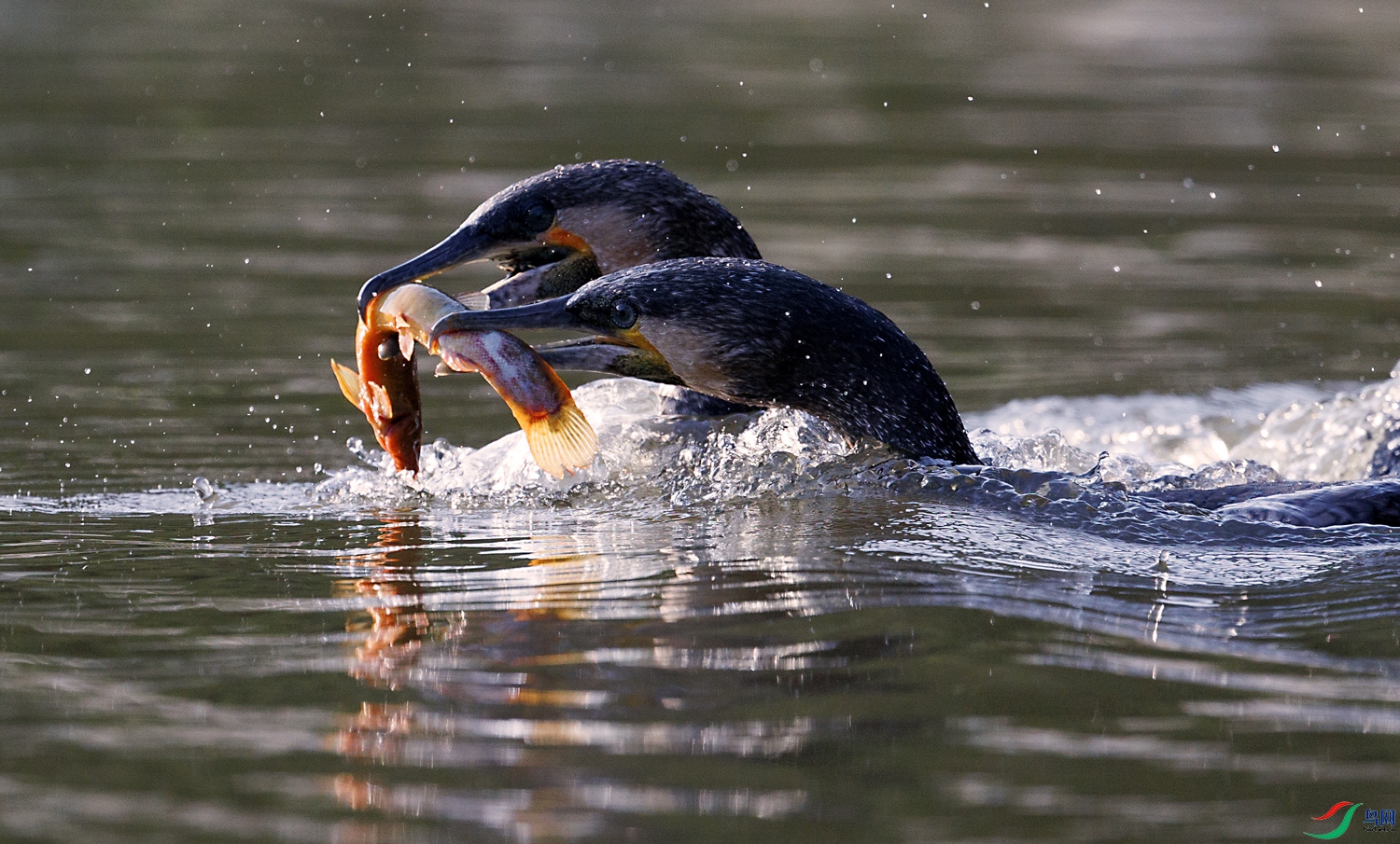 3Z6A0840 ����.jpg