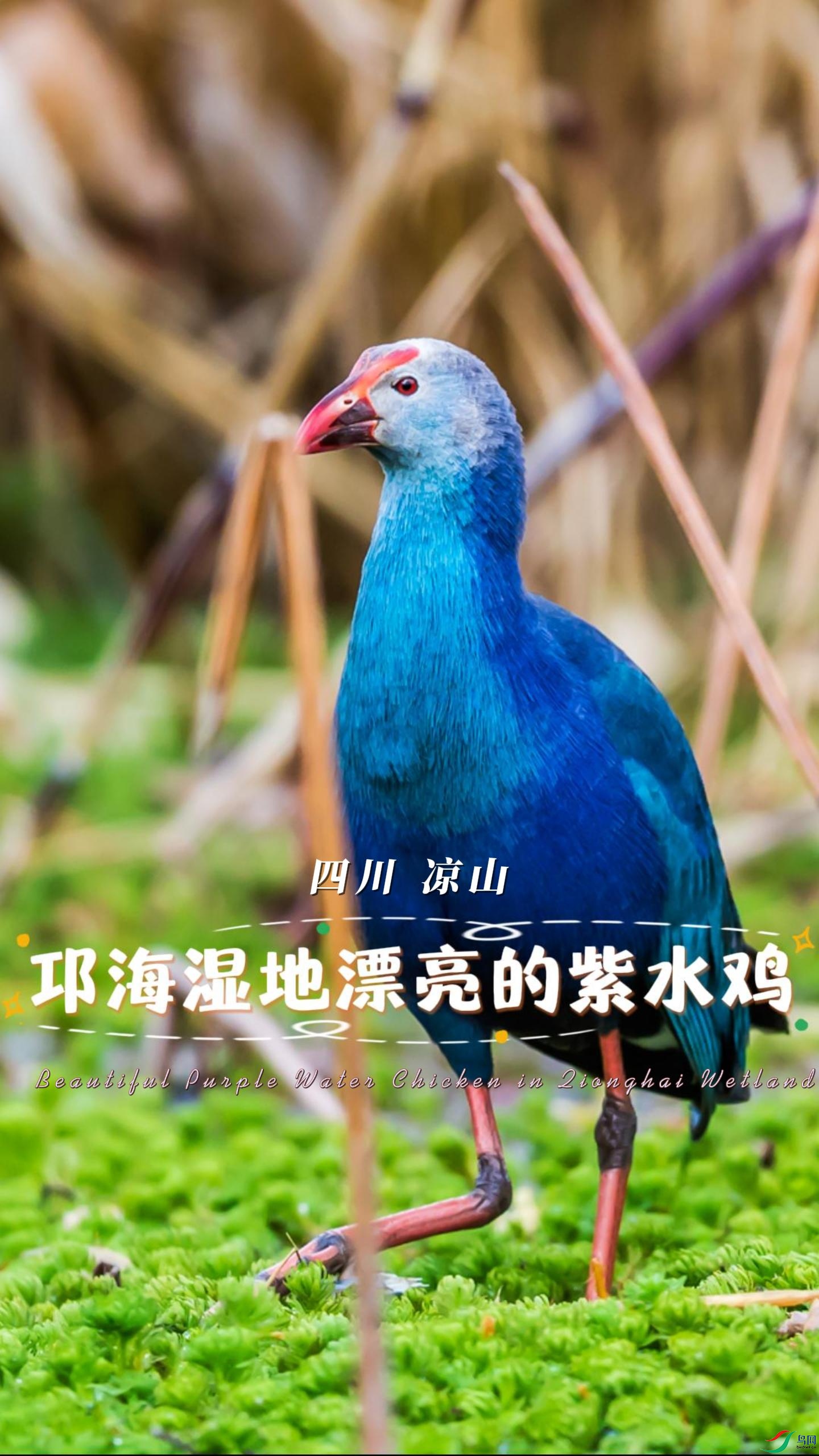 �Ĵ� ��ɽ ����ʪ��Ư������ˮ��-����.jpg