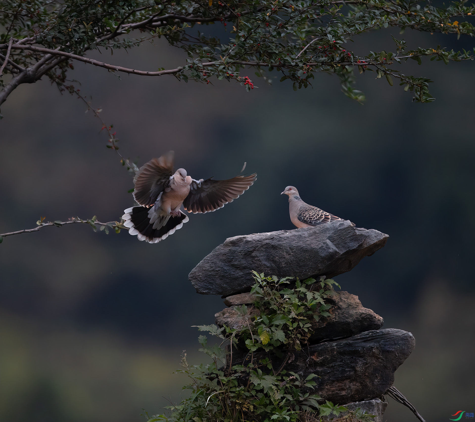DSC_588122.jpg
