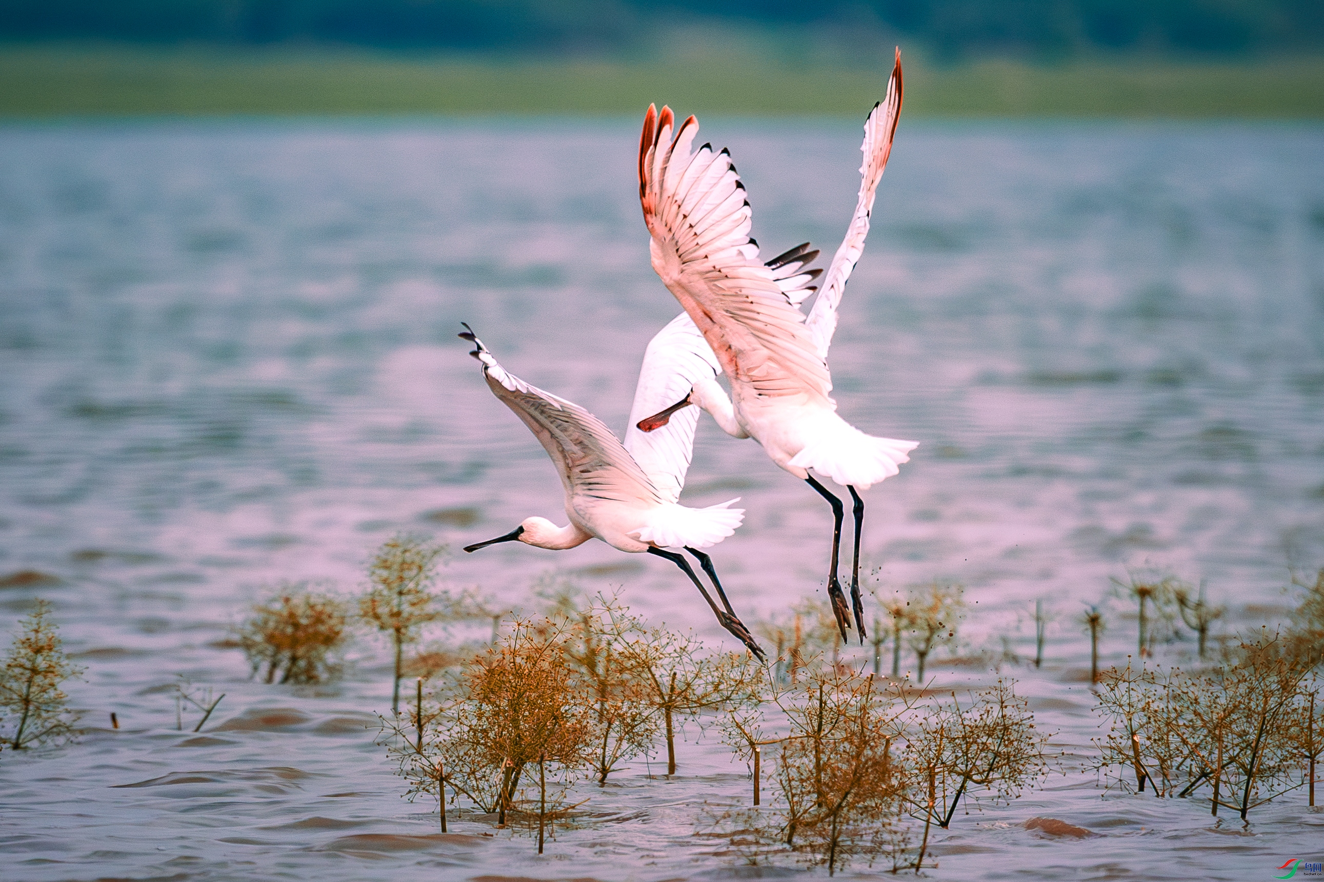 ����˫˫���ǻ�1