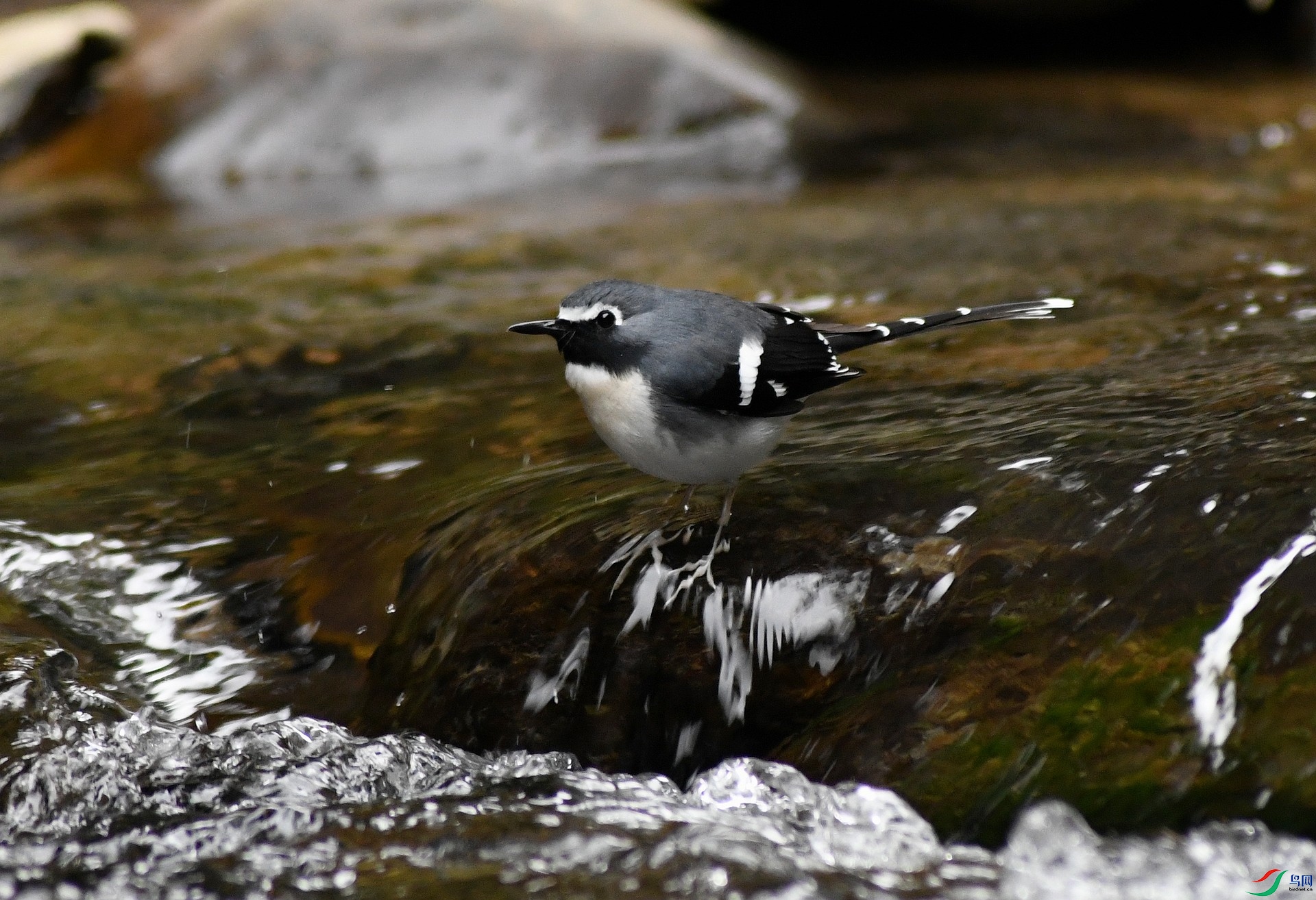 DSC_3252.jpg