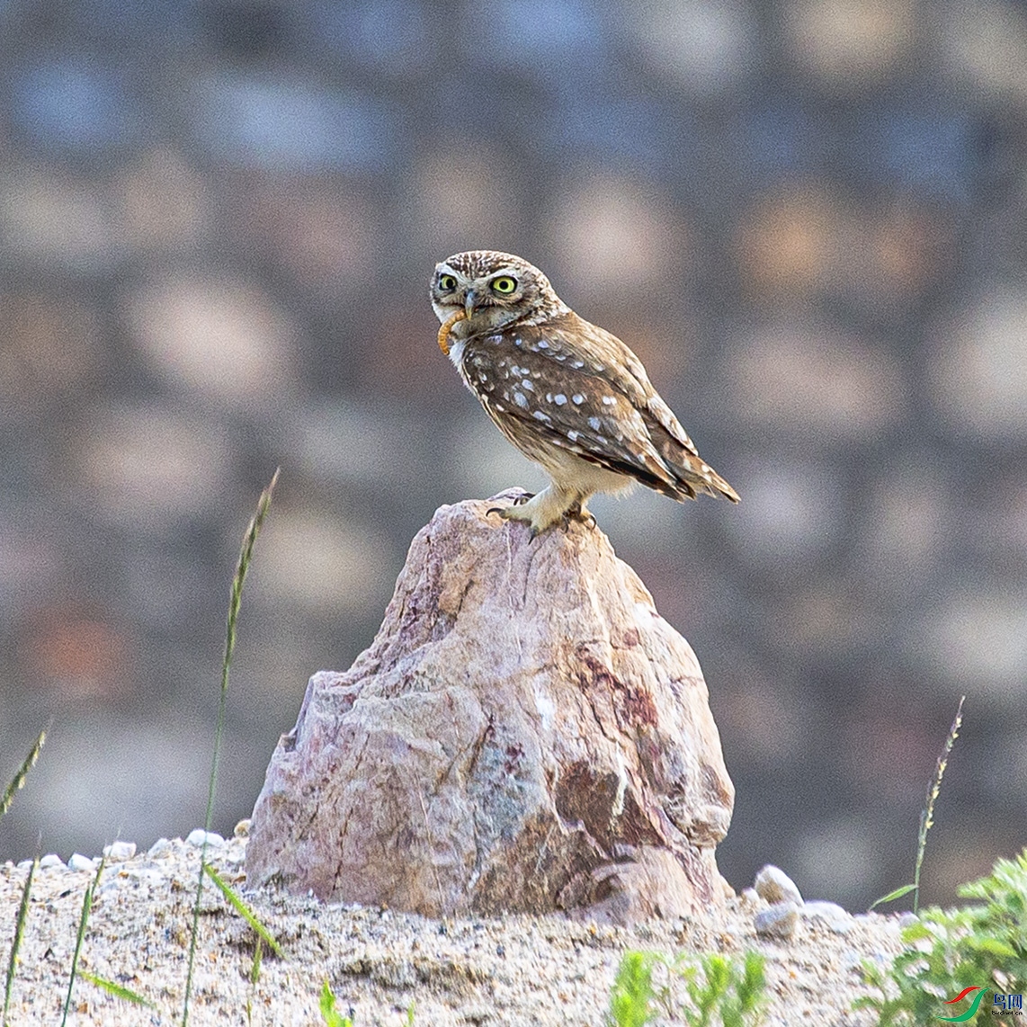 _MG_2493 ����.jpg