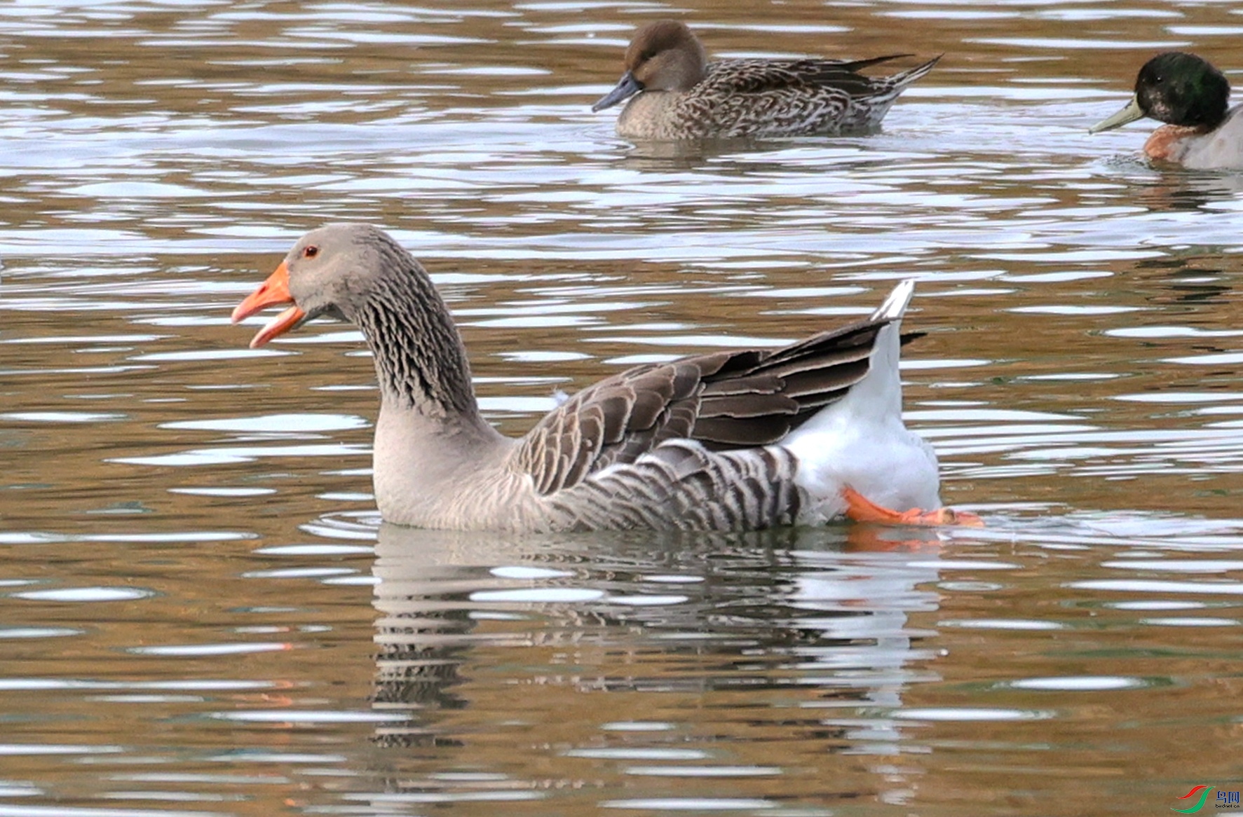 ���� 0001.jpg