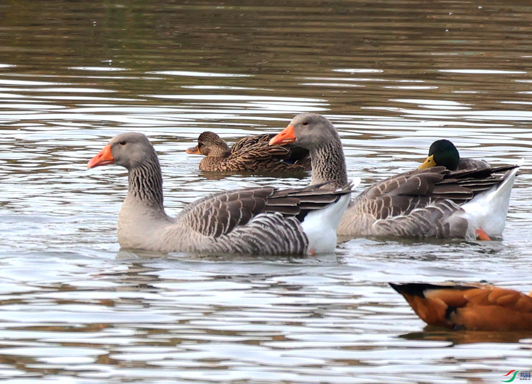 ���� 0002.jpg