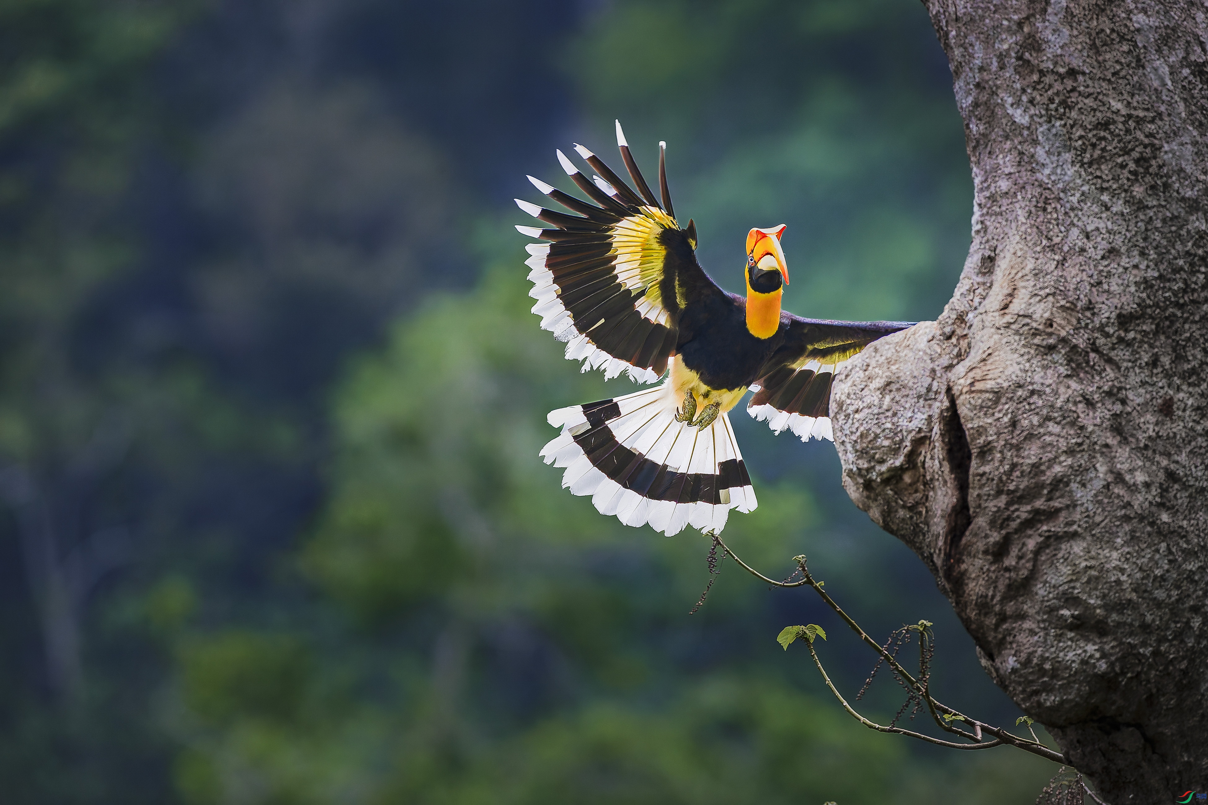 ���鳲��