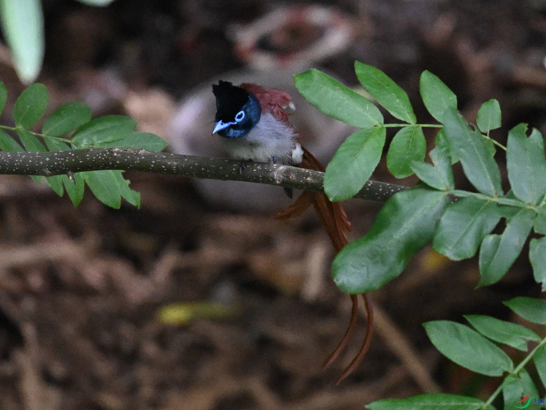 DSC_8146.JPG