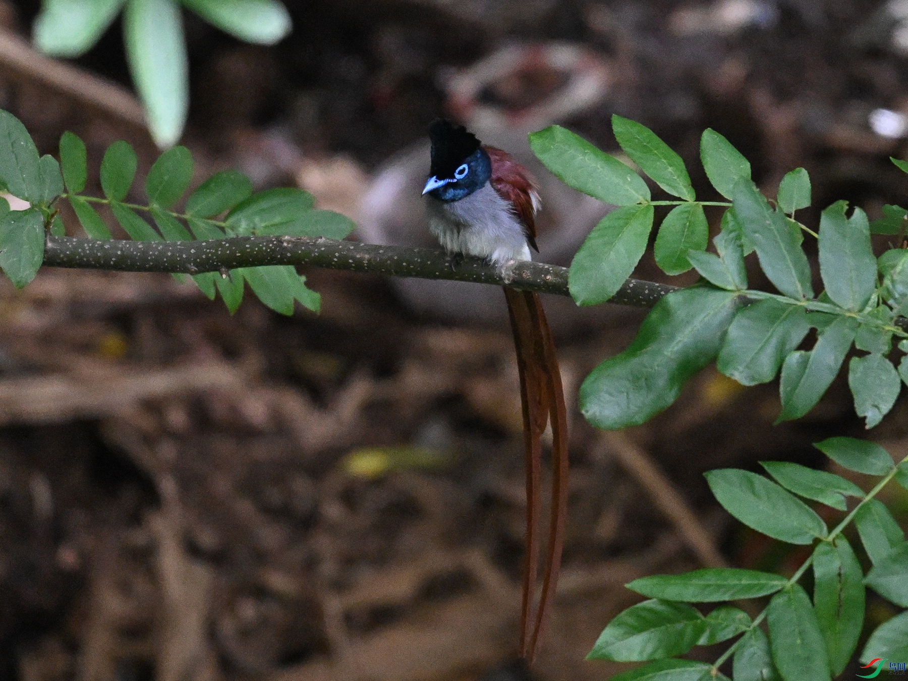 DSC_8133.JPG