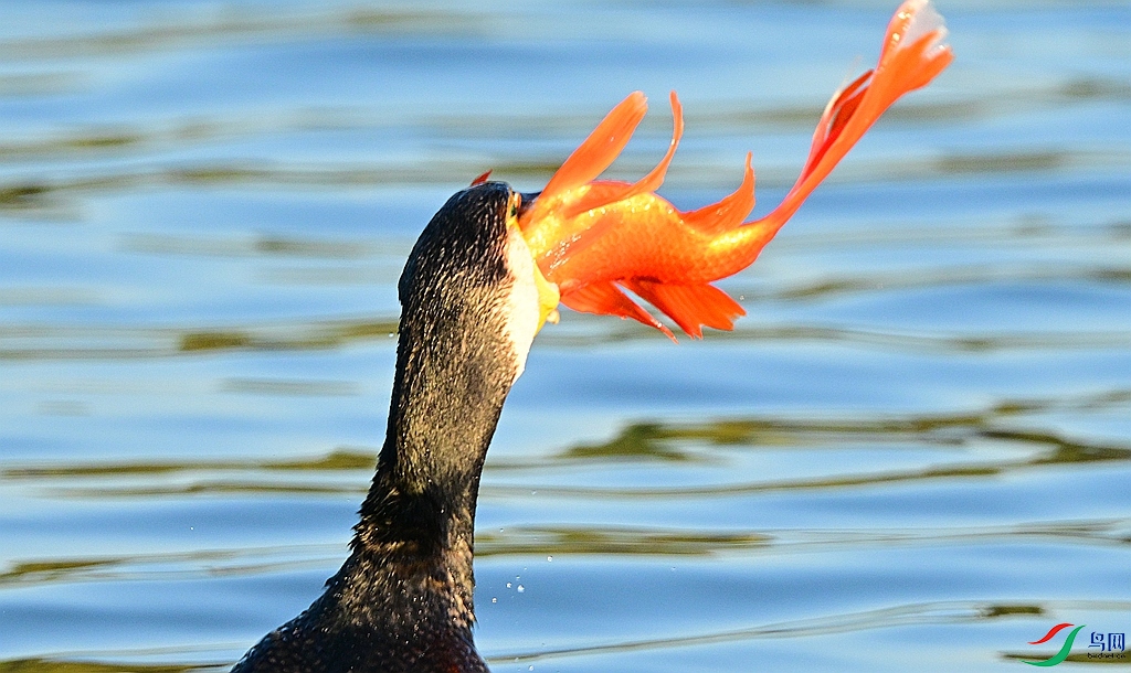 DSC_7142.JPG