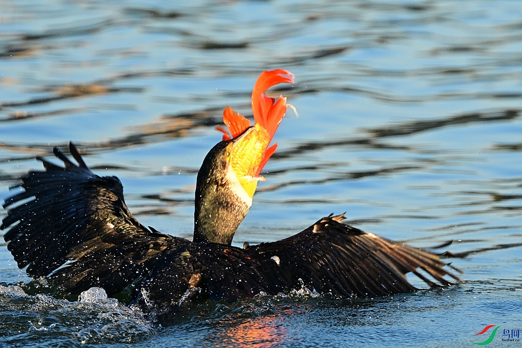 DSC_7178.JPG