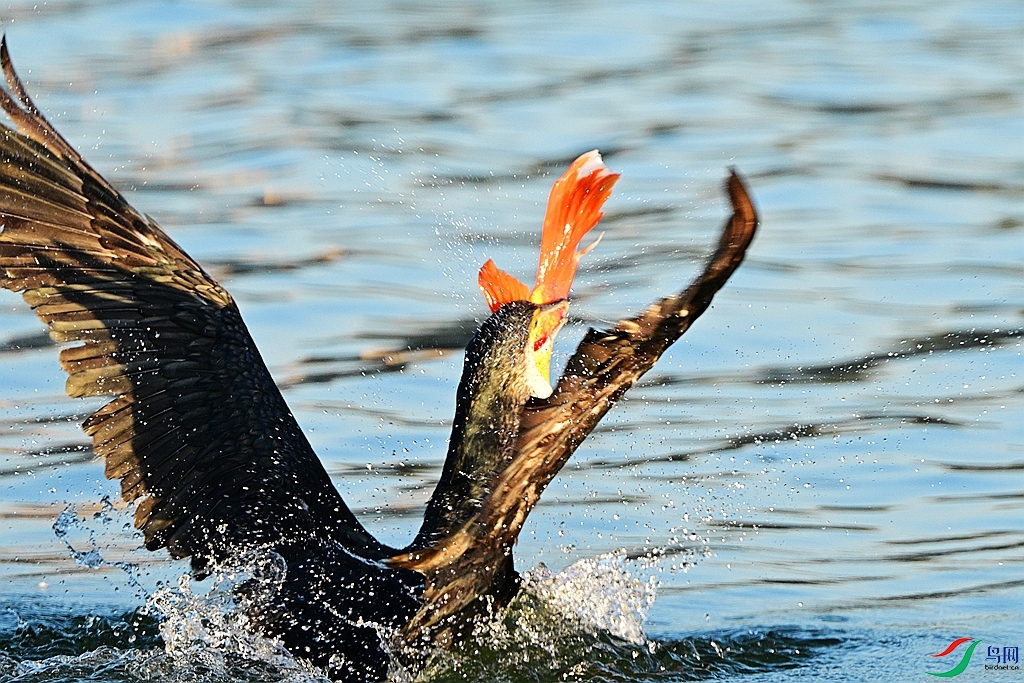 DSC_7180.JPG