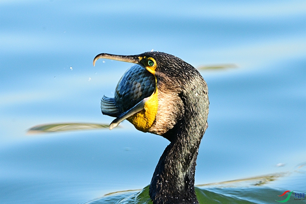 DSC_7334.JPG