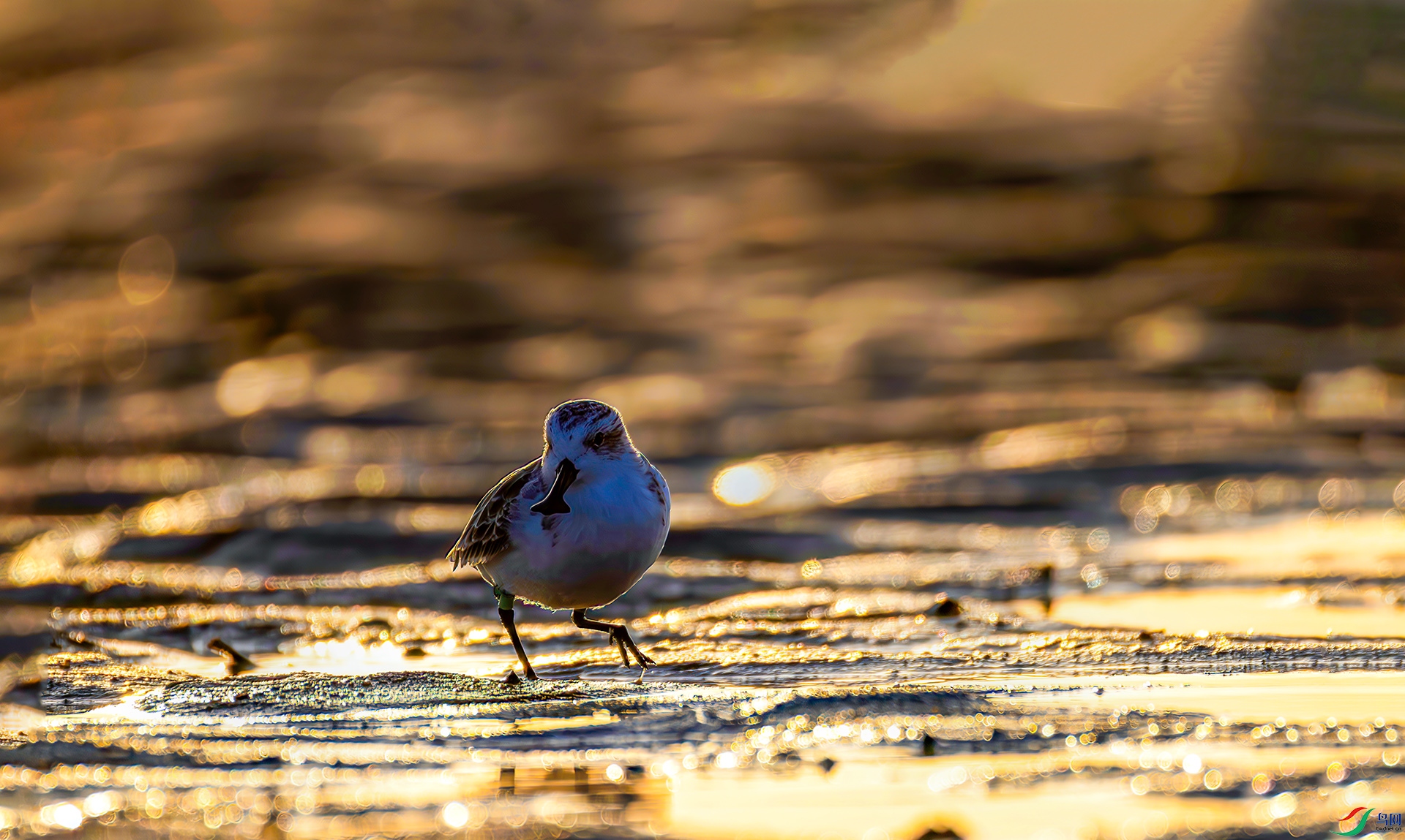 407A3113-----22  .jpg