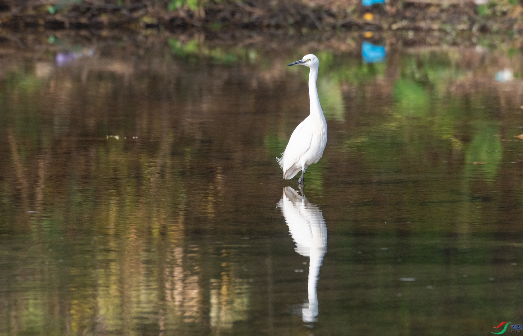 DSC_2597.jpg