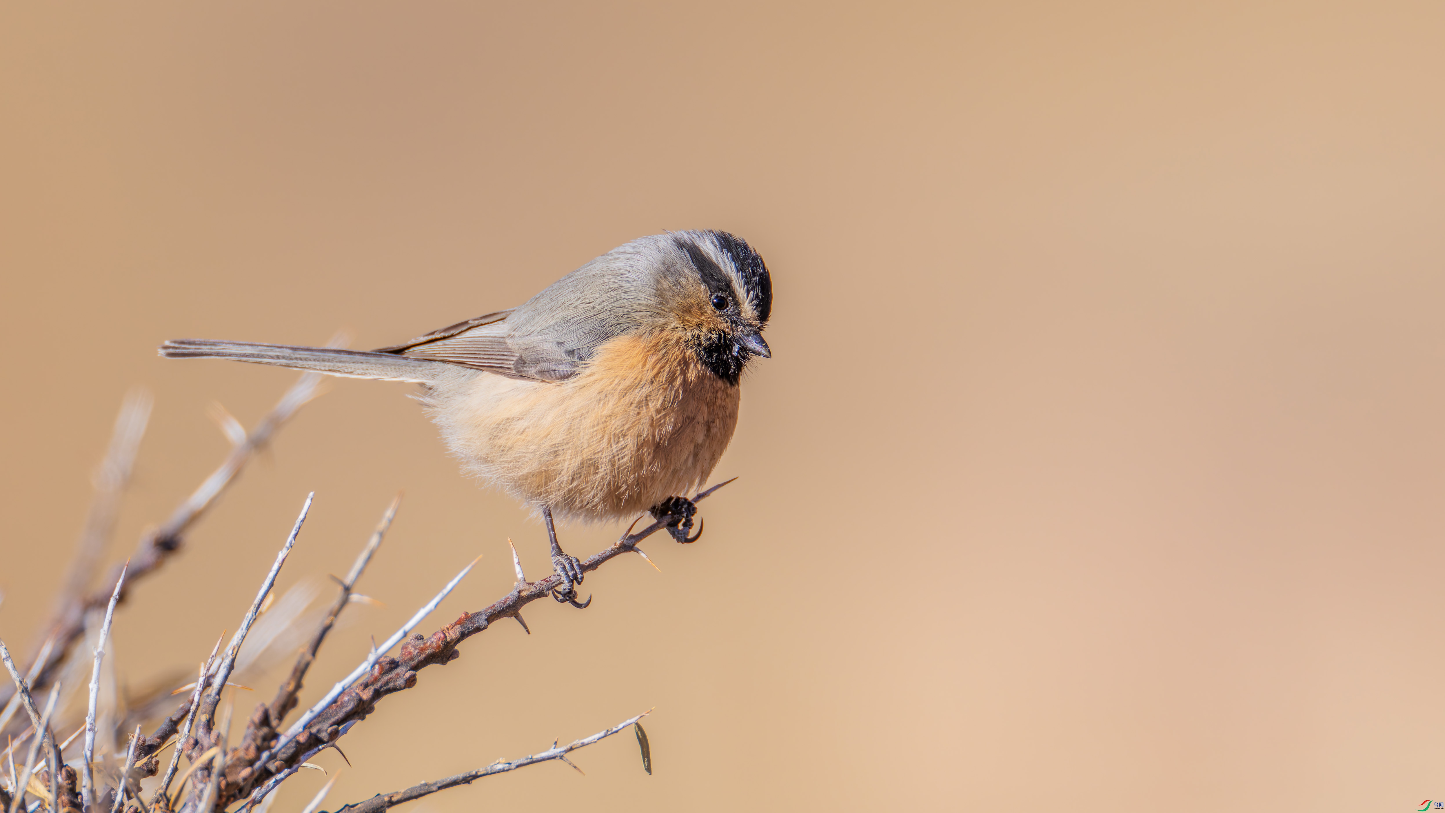 156A8412-DxO_DeepPRIME XD2s.jpg