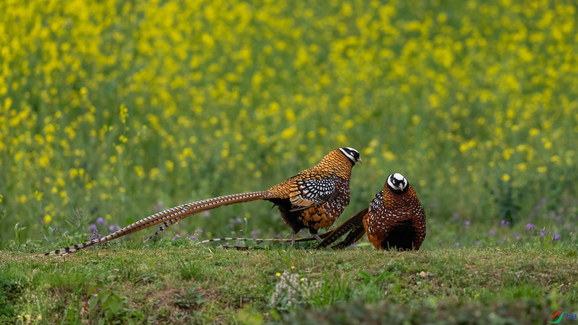 DSC09689 ����.jpg