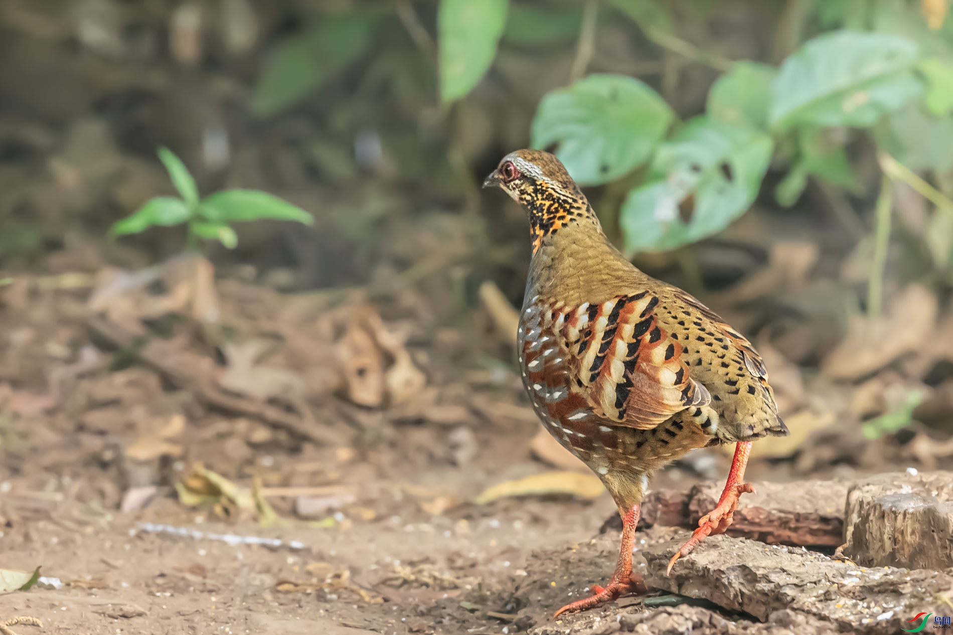 BJ1R0822-1.jpg