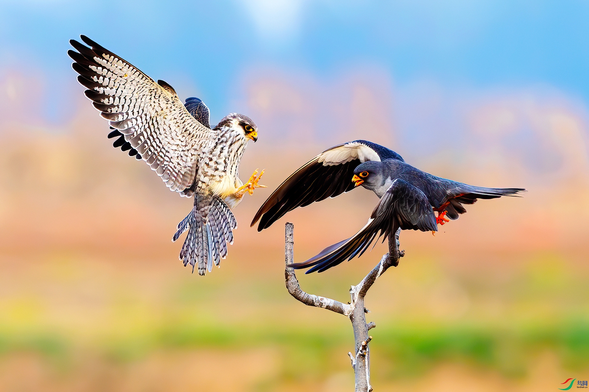 0D1A7535-8.jpg