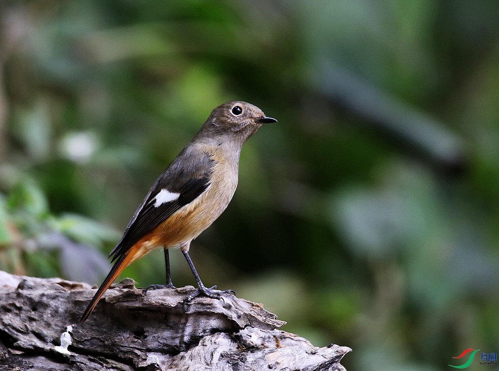 ���� 0F4A0016����β�1.JPG