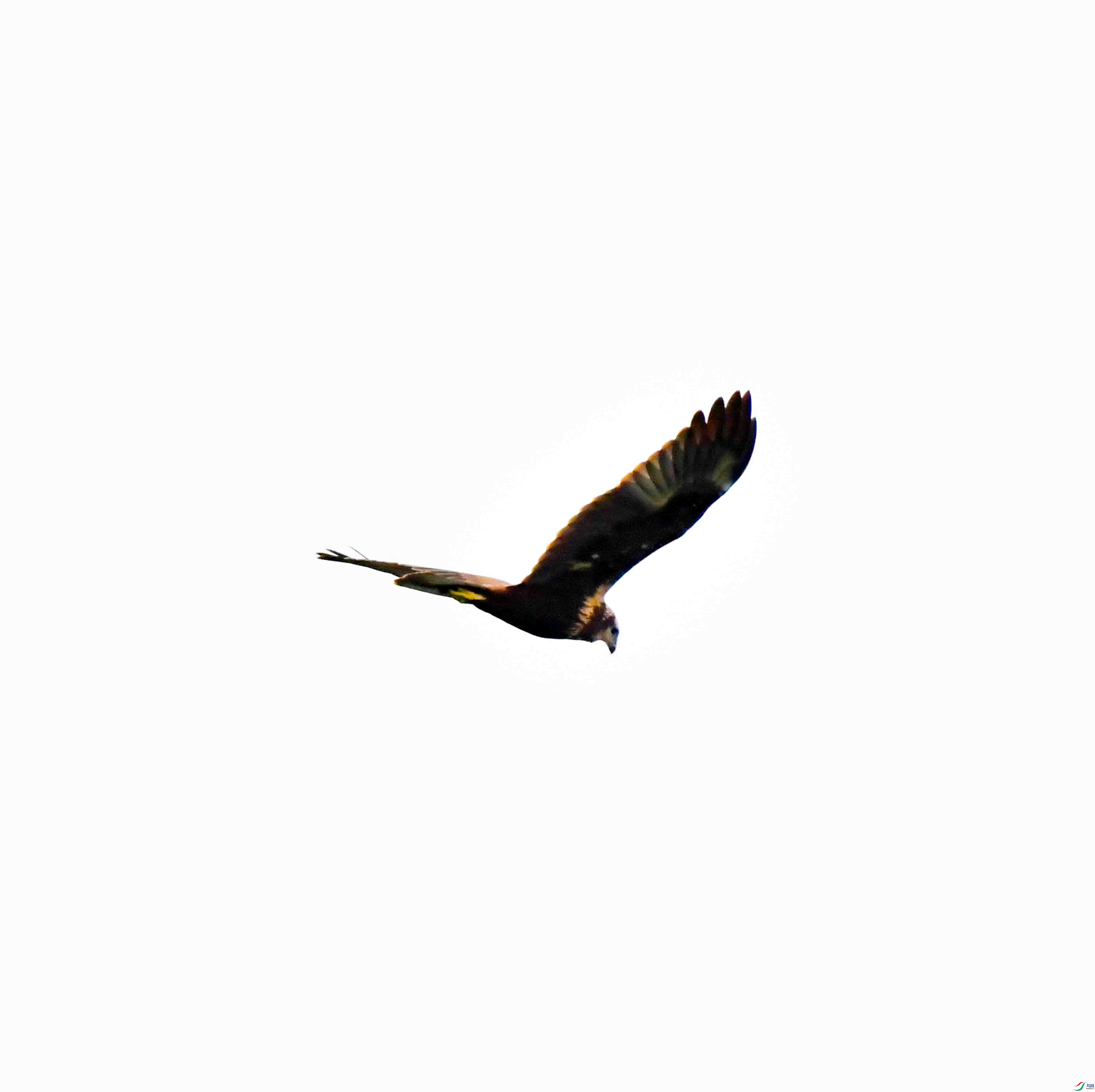 DSC_7481.JPG