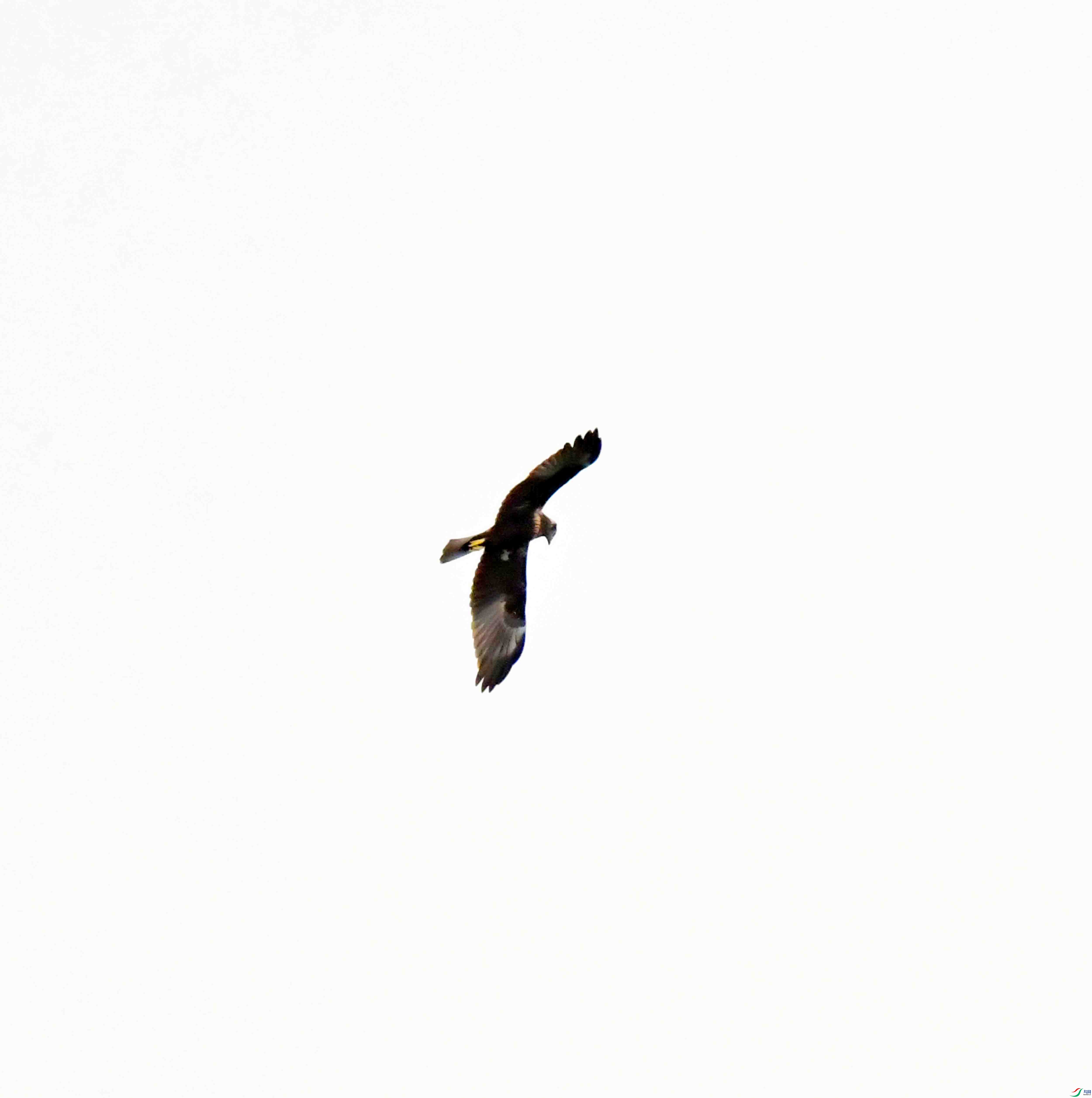 DSC_7533.JPG