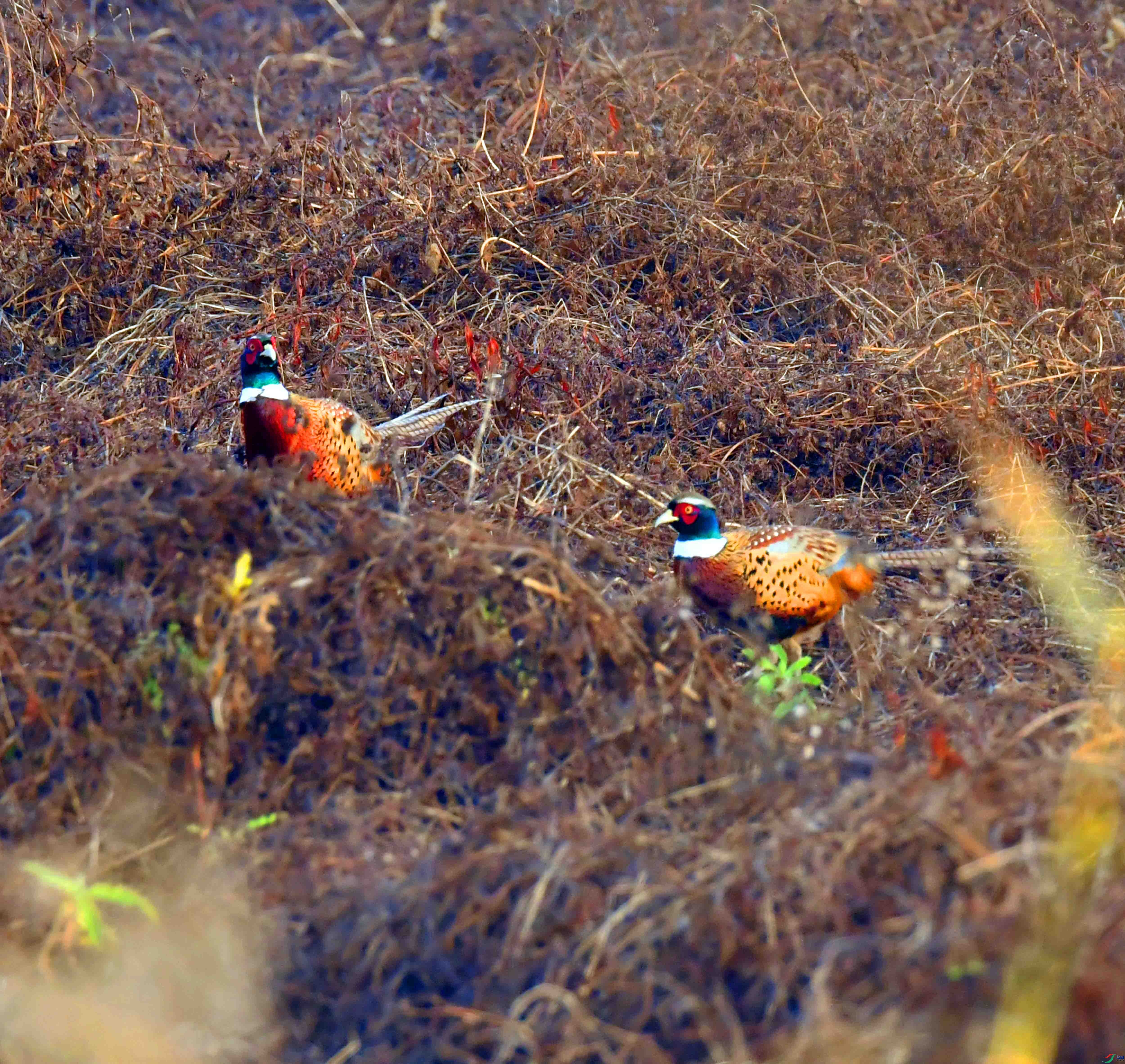 DSC_7334.JPG