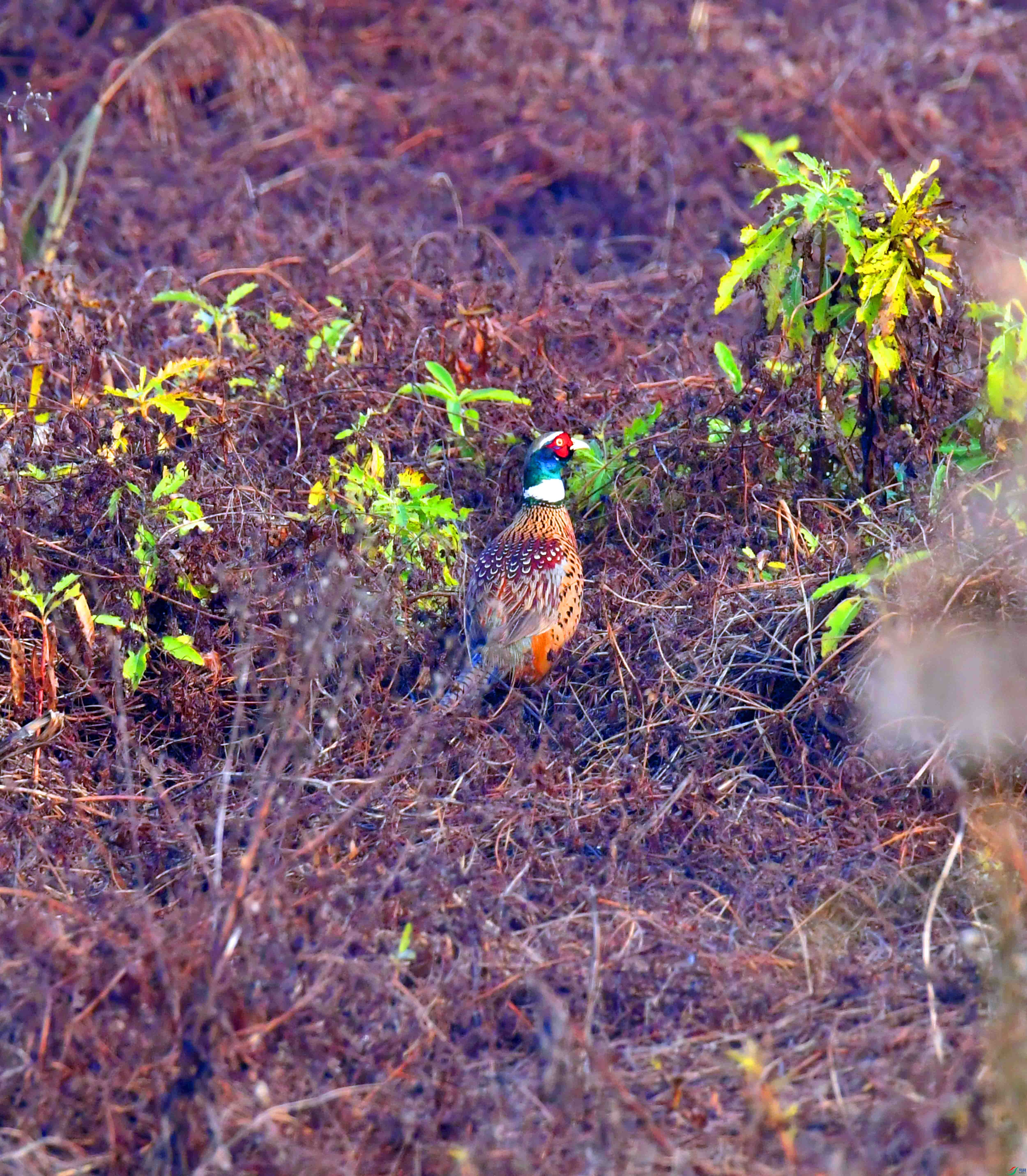 DSC_7380.JPG