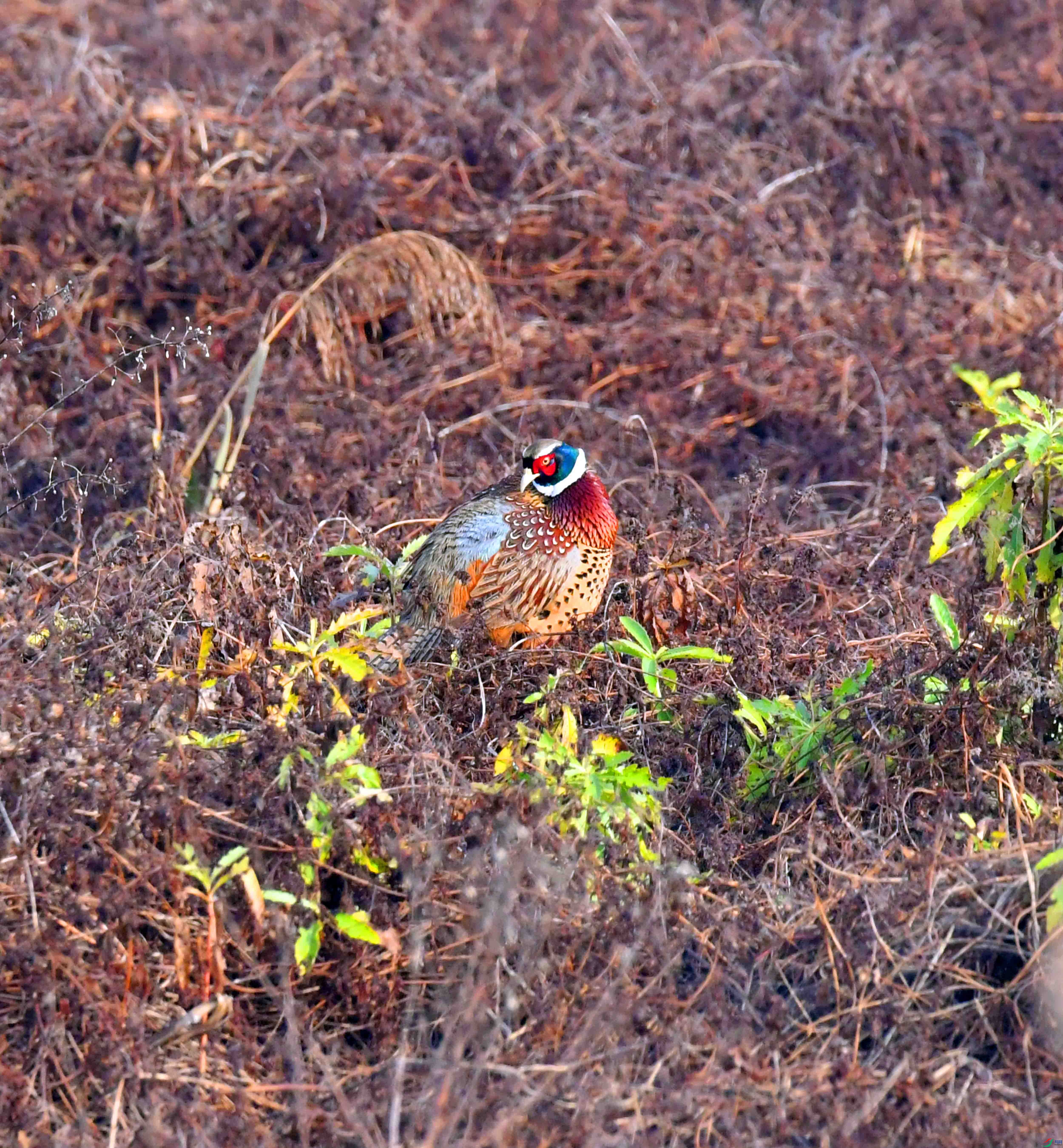 DSC_7407.JPG