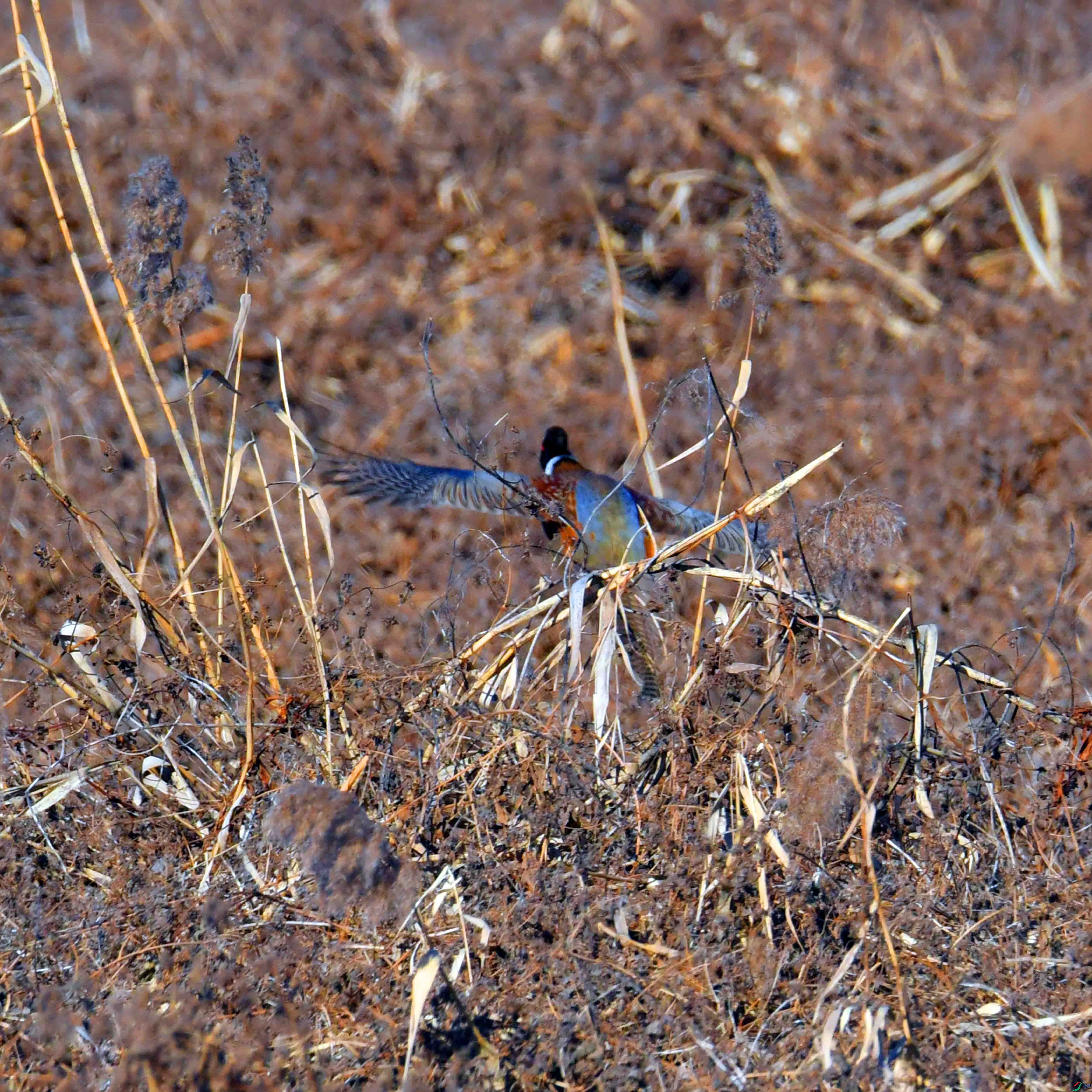 DSC_8362.JPG
