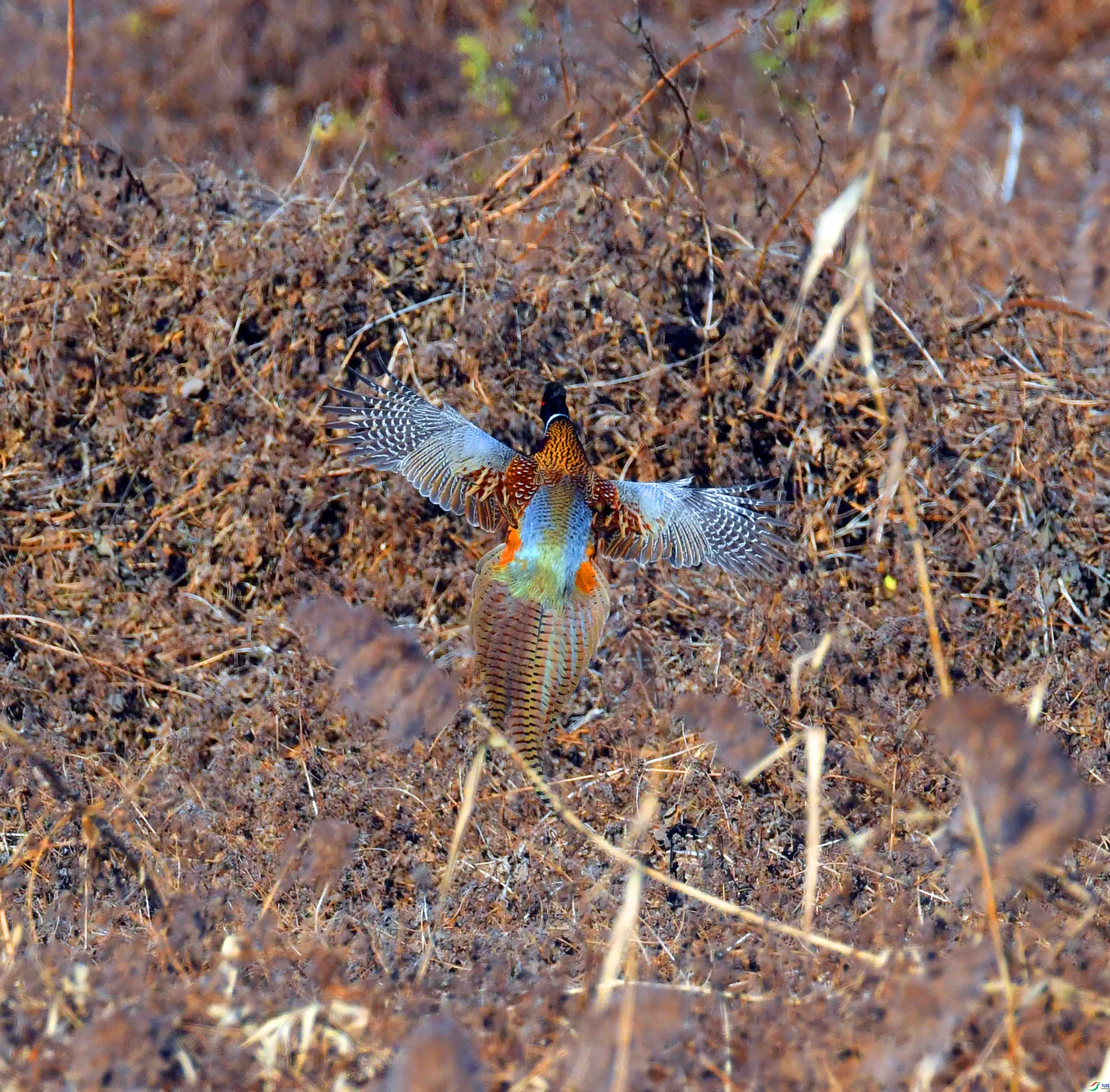 DSC_8366.JPG