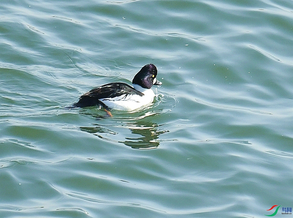 DSC_4604.jpg