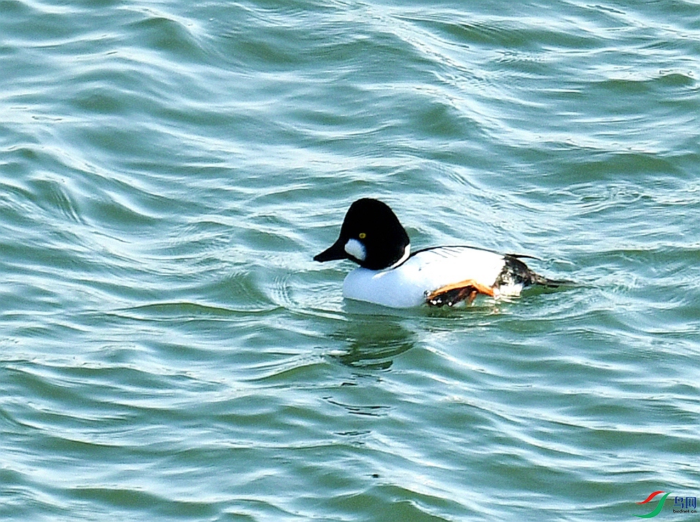 DSC_4617.jpg