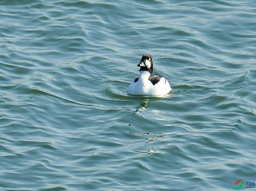 DSC_4606.jpg
