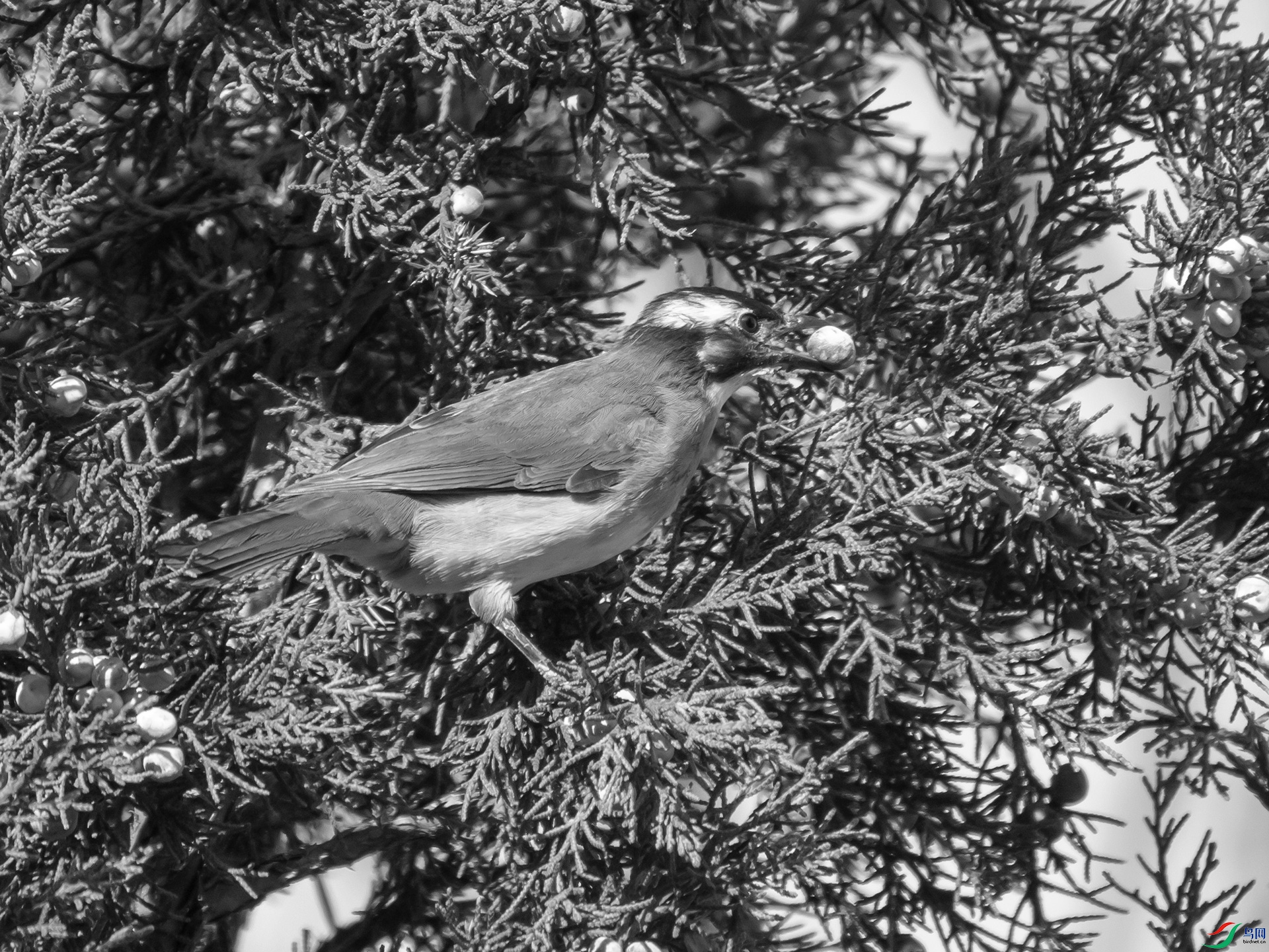 PB115490.jpg