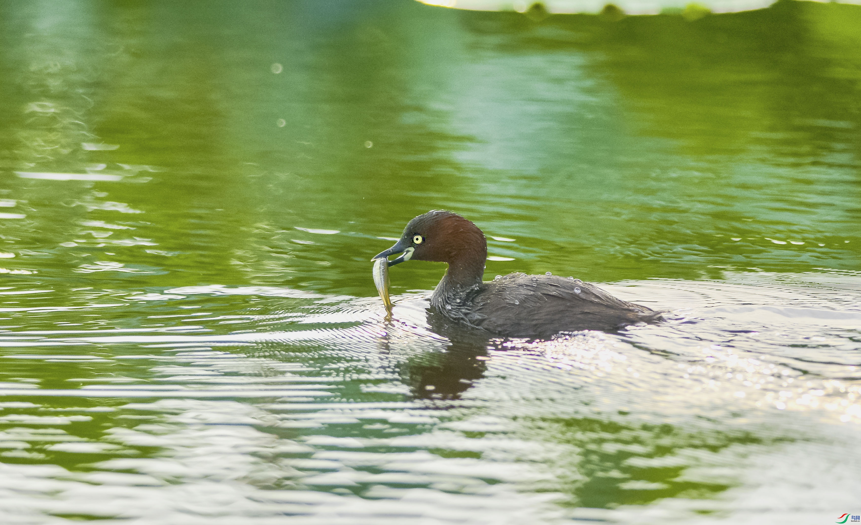 DSC_9763.jpg