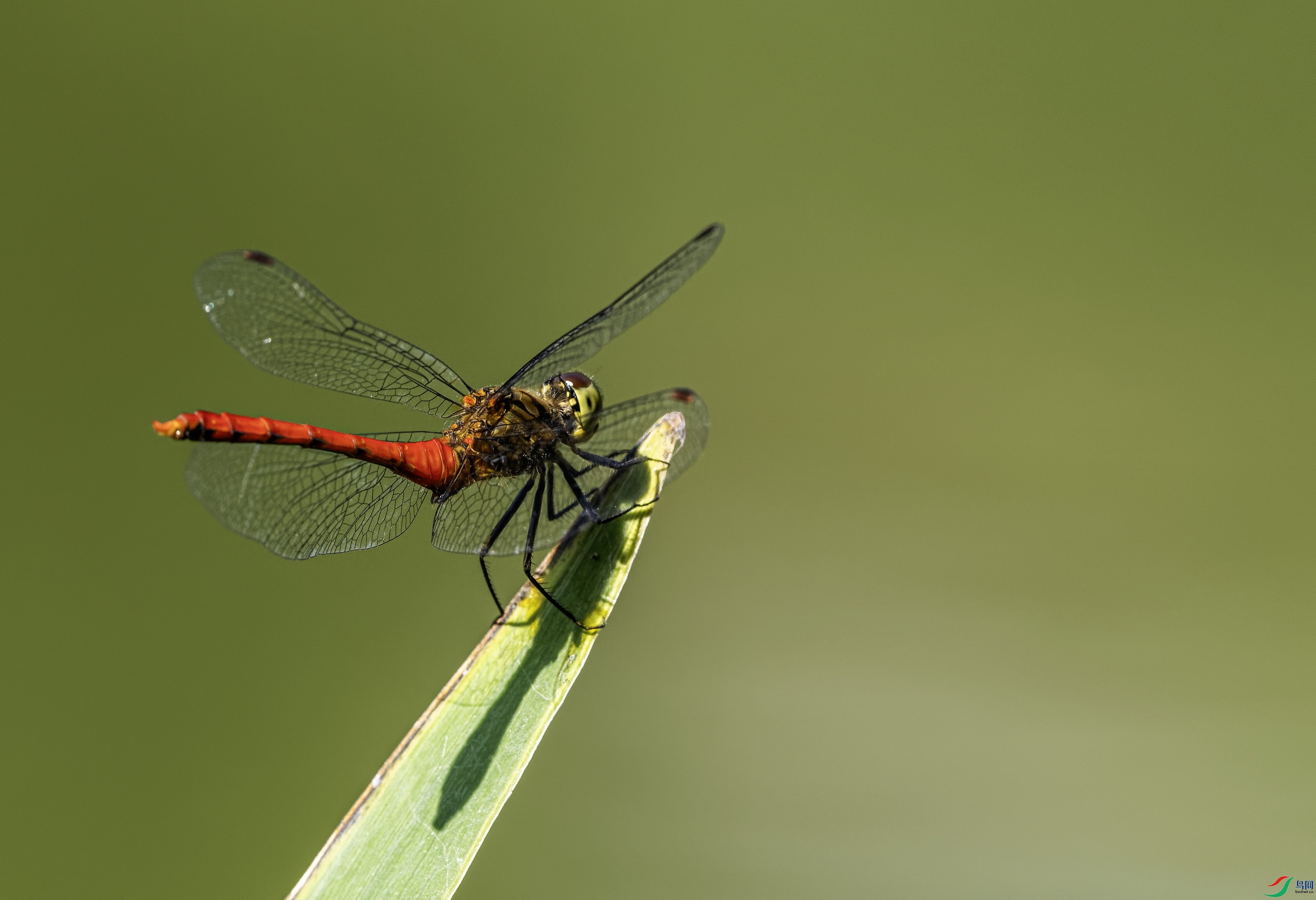 ���� (666)-01.jpg