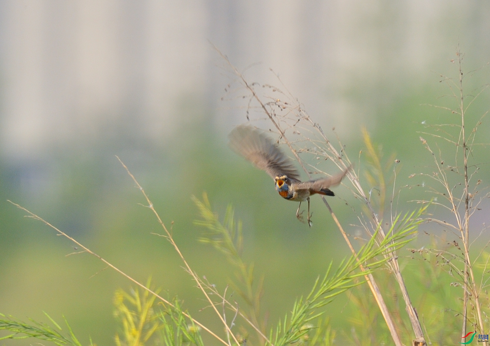 DSC_0680_����.jpg
