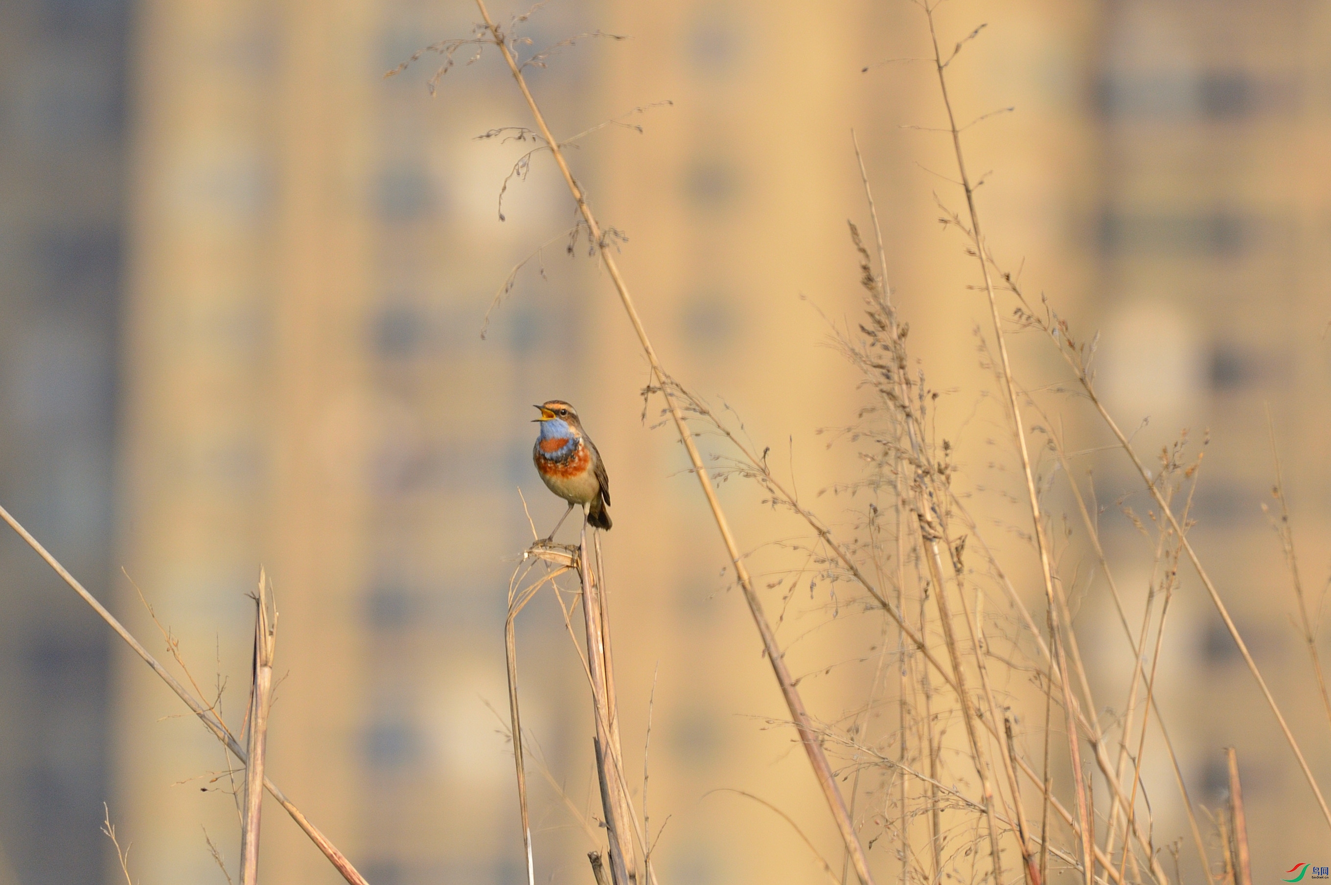 DSC_0029_����.jpg