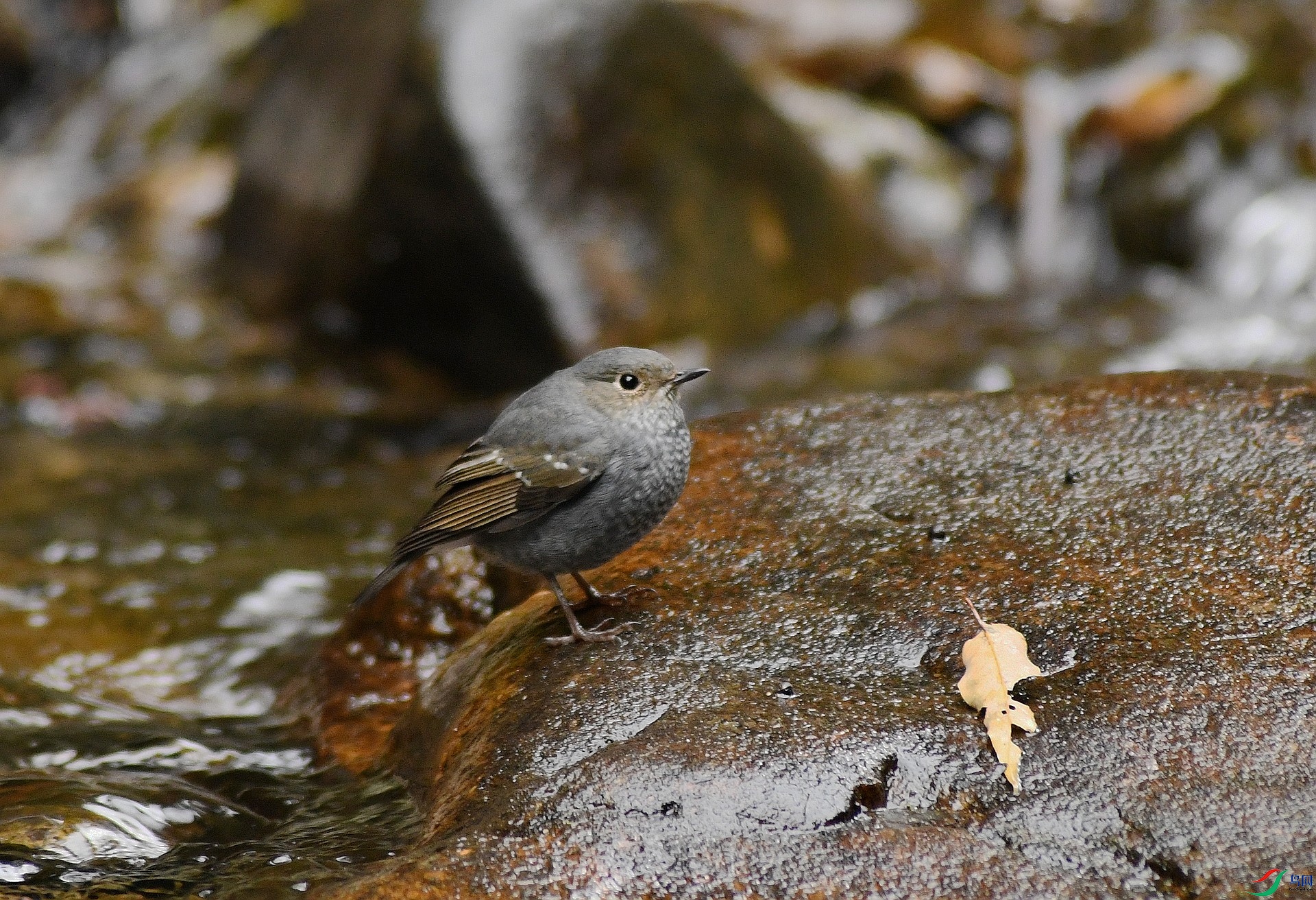 DSC_3261.jpg