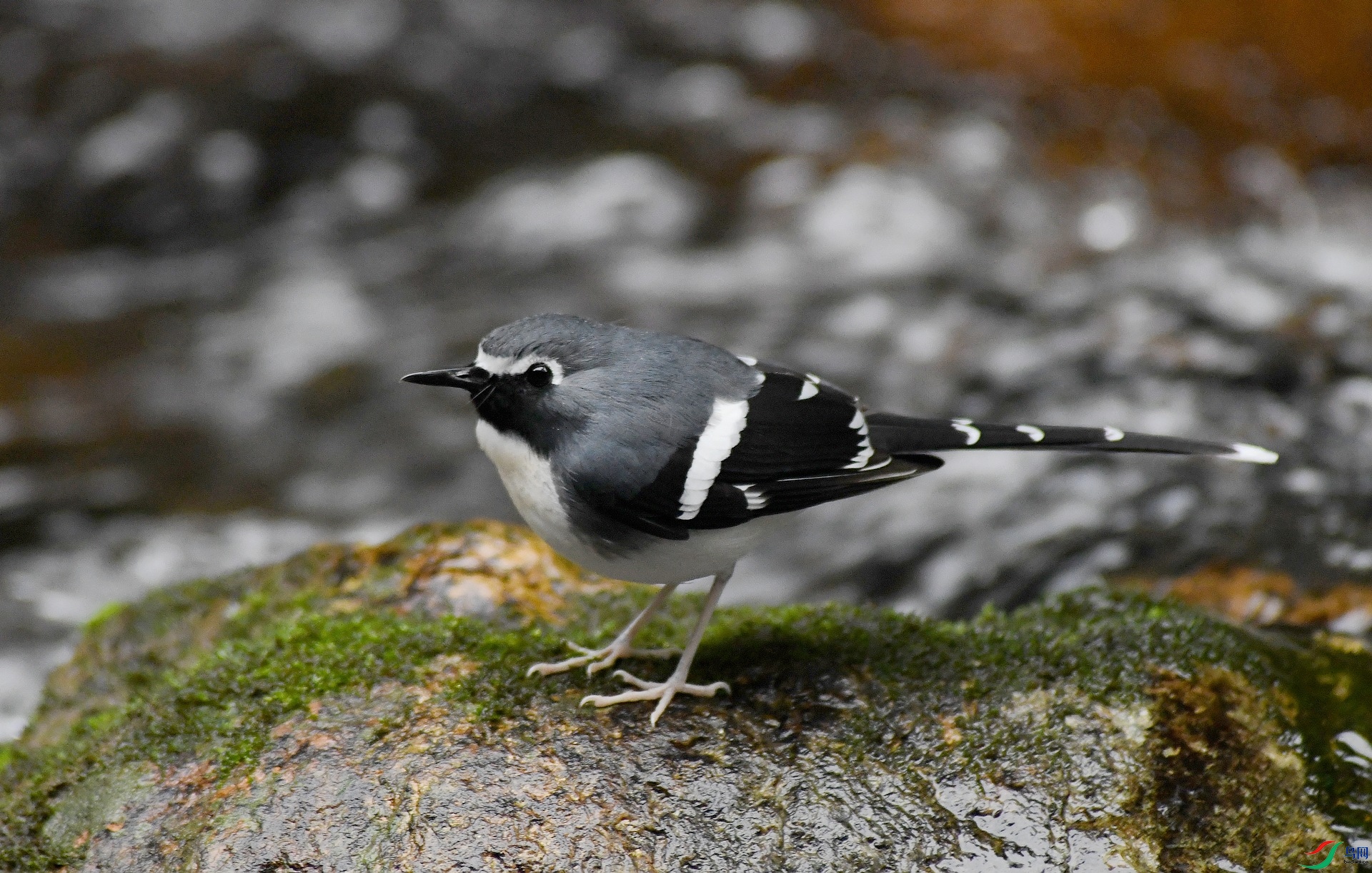 DSC_3394.jpg
