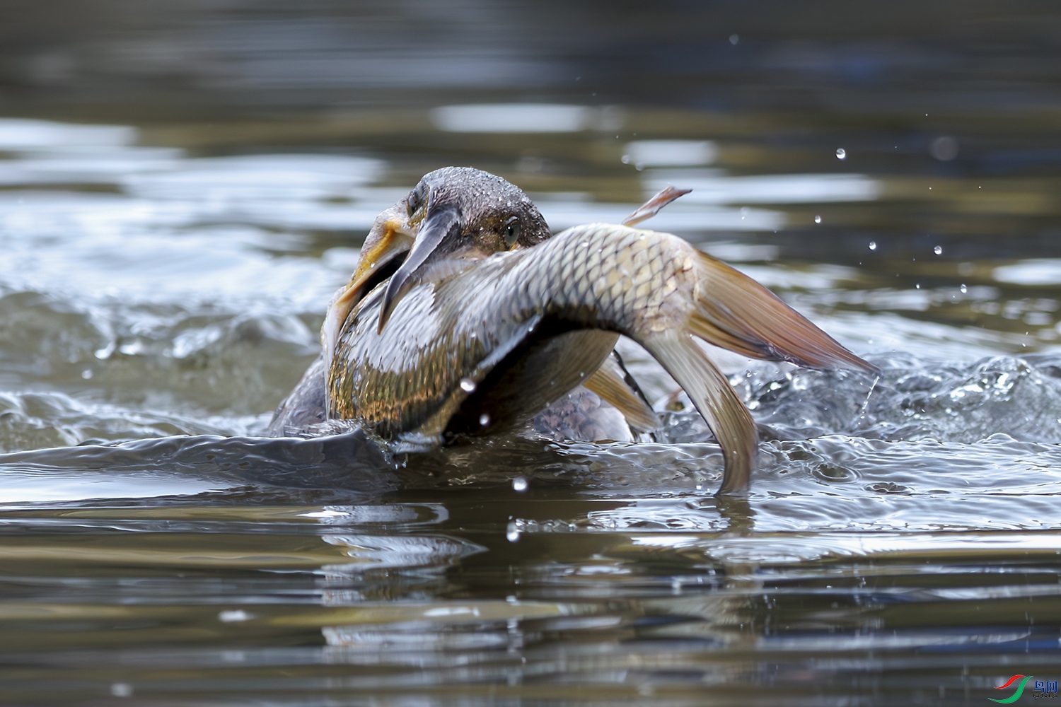 3Z6A0157 (3)-����ǿ-NR ����.jpg