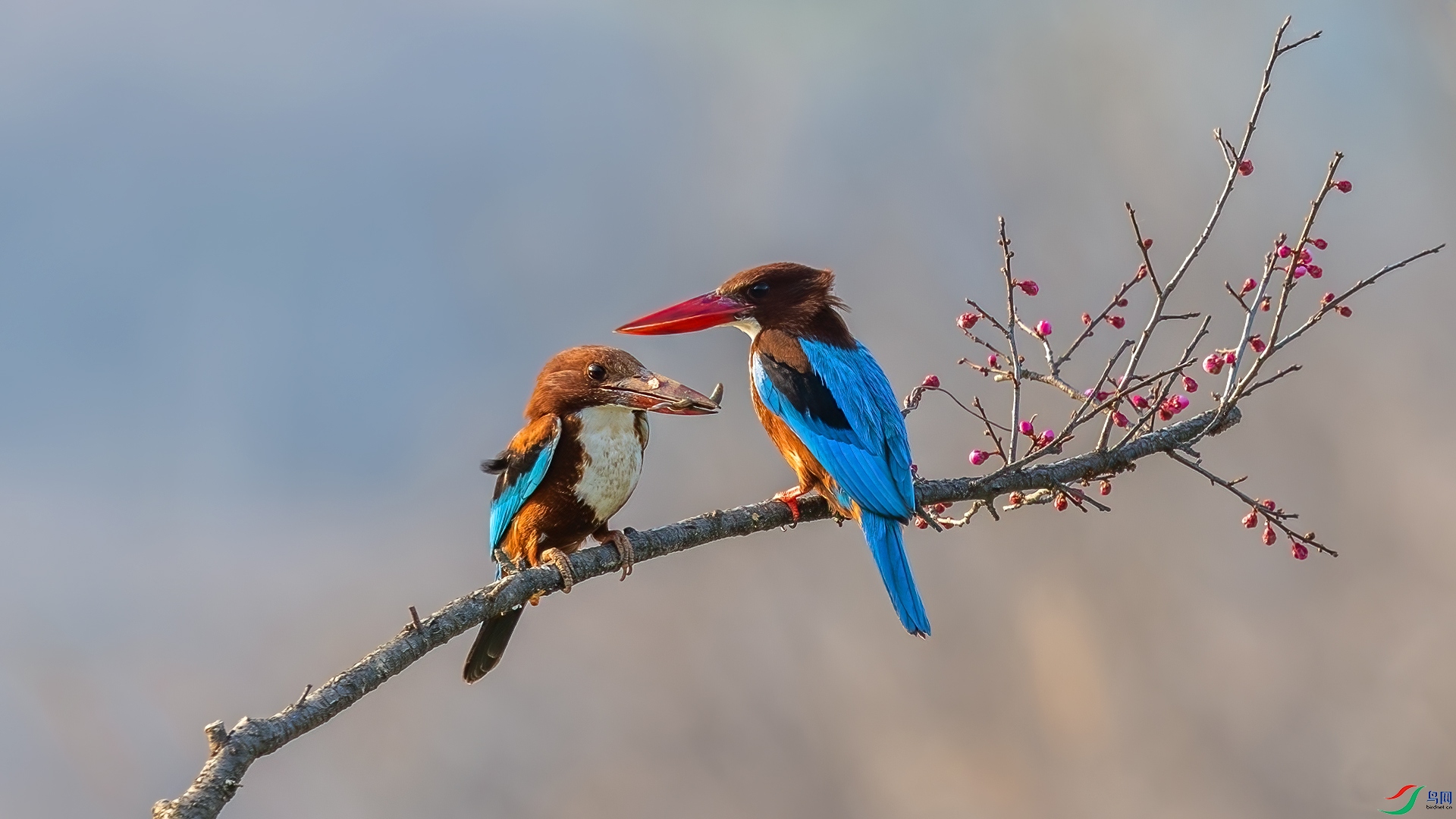 DSC_2218-����ǿ-NR.jpg