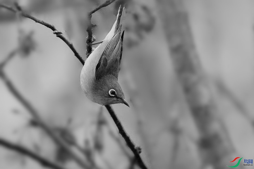 DSC_2943.jpg